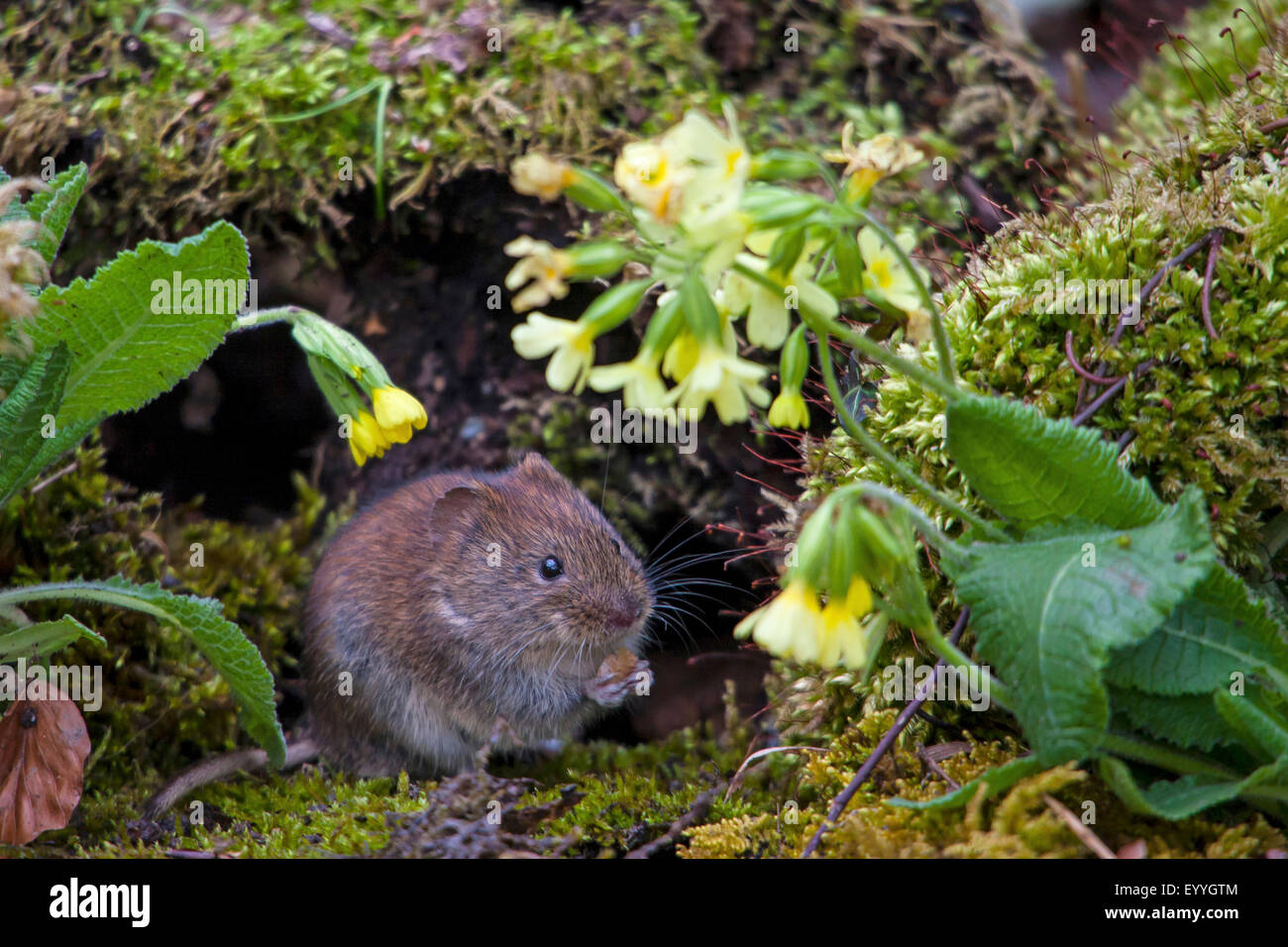 Rötelmaus (Clethrionomys Glareolus, Myodes Glareolus), bei der Fütterung mit Schlüsselblumen, Schweiz, Sankt Gallen Stockfoto