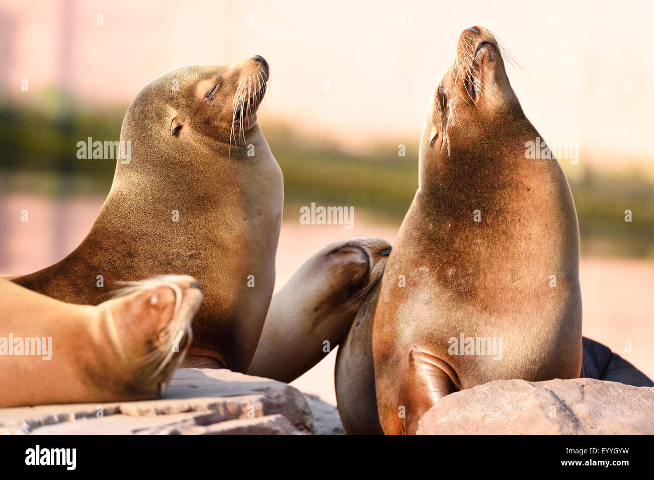 Kalifornischer Seelöwe (Zalophus Californianus), dösen Gruppe Stockfoto