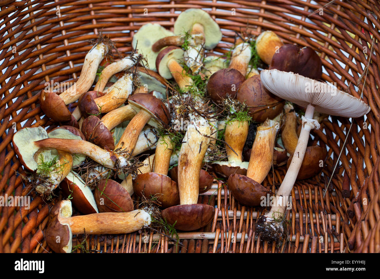 Bucht Bolete (Boletus Badius, Xerocomus Badius) gesammelt, Bucht Röhrenpilze und ein Sonnenschirm in einem Korb, Deutschland Stockfoto