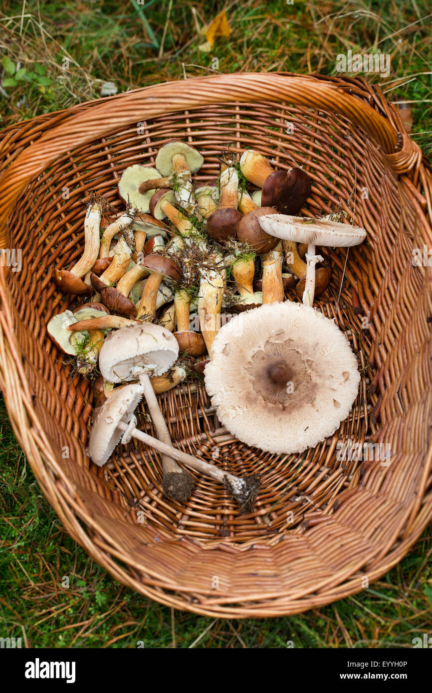 Bucht Bolete (Boletus Badius, Xerocomus Badius), sammelte Bucht Röhrenpilze und Sonnenschirme in einem Korb, Deutschland Stockfoto