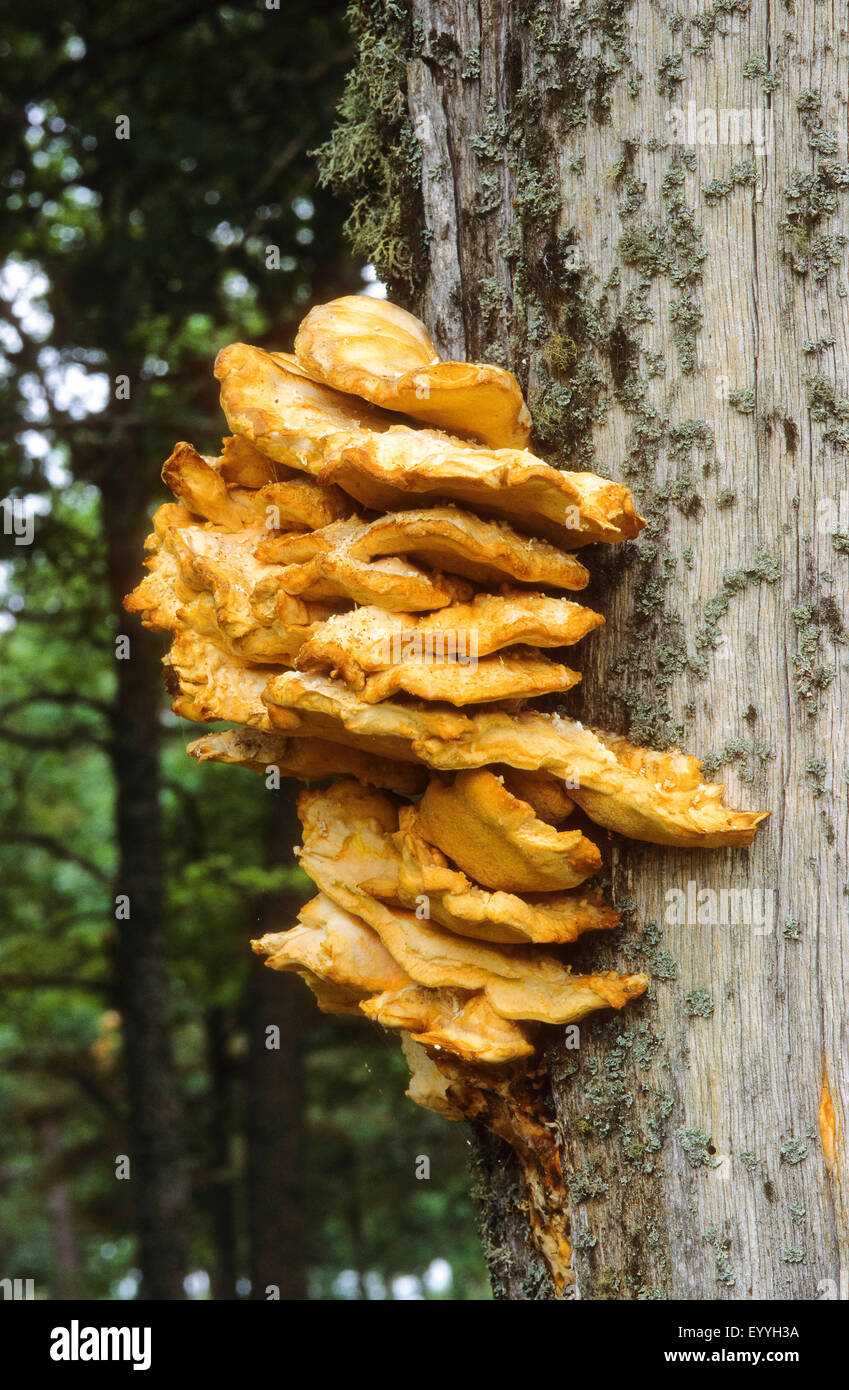 Das Huhn von Wäldern, Aulphur Polypore, Schwefel Regal (Laetiporus Sulphureus), auf einem Baumstamm, Deutschland Stockfoto
