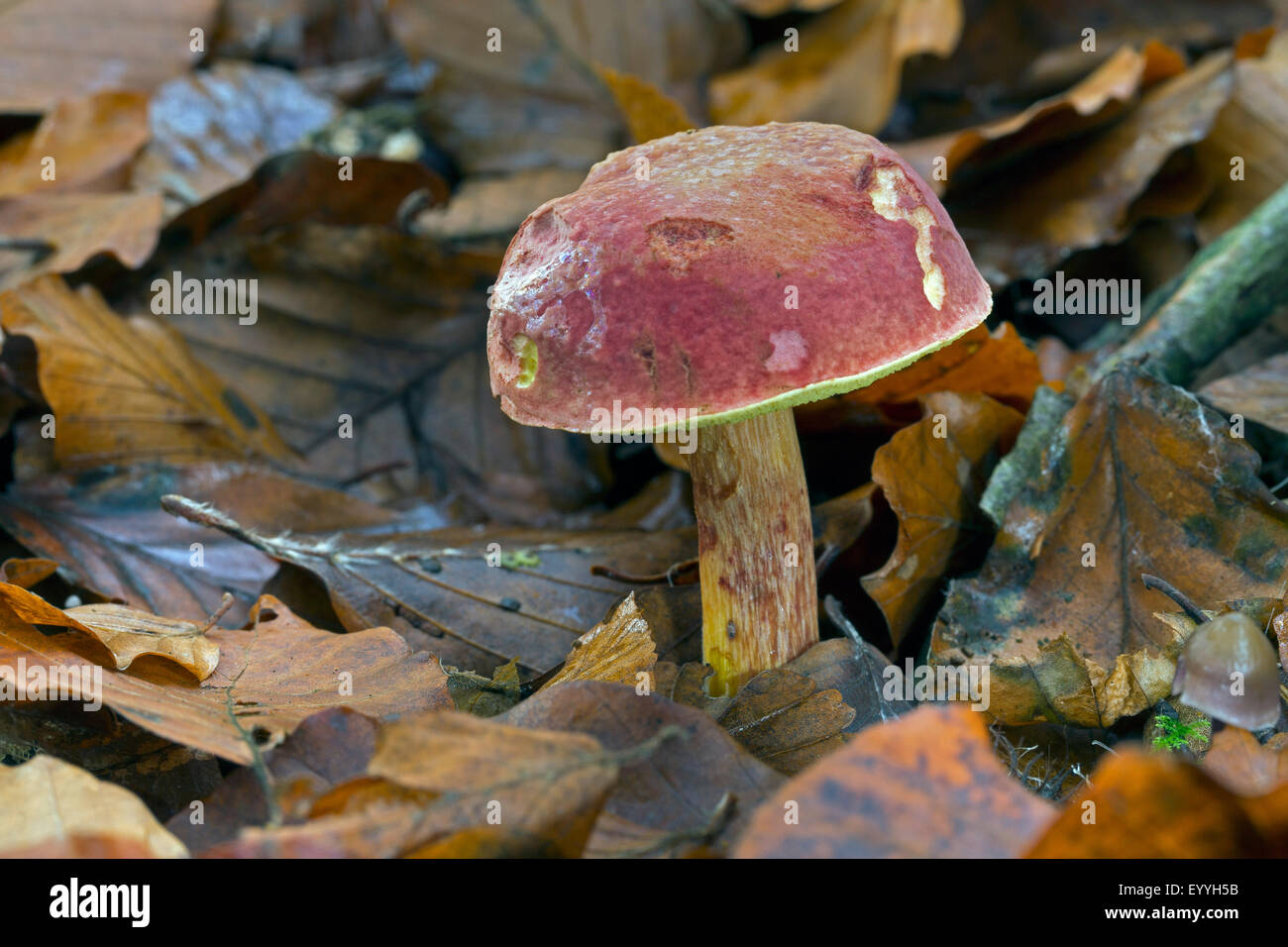 rot-capped Bolete (Xerocomus Rubellus, Boletus Rubellus, Xerocomus versicolor), zwischen Herbstlaub, Deutschland Stockfoto