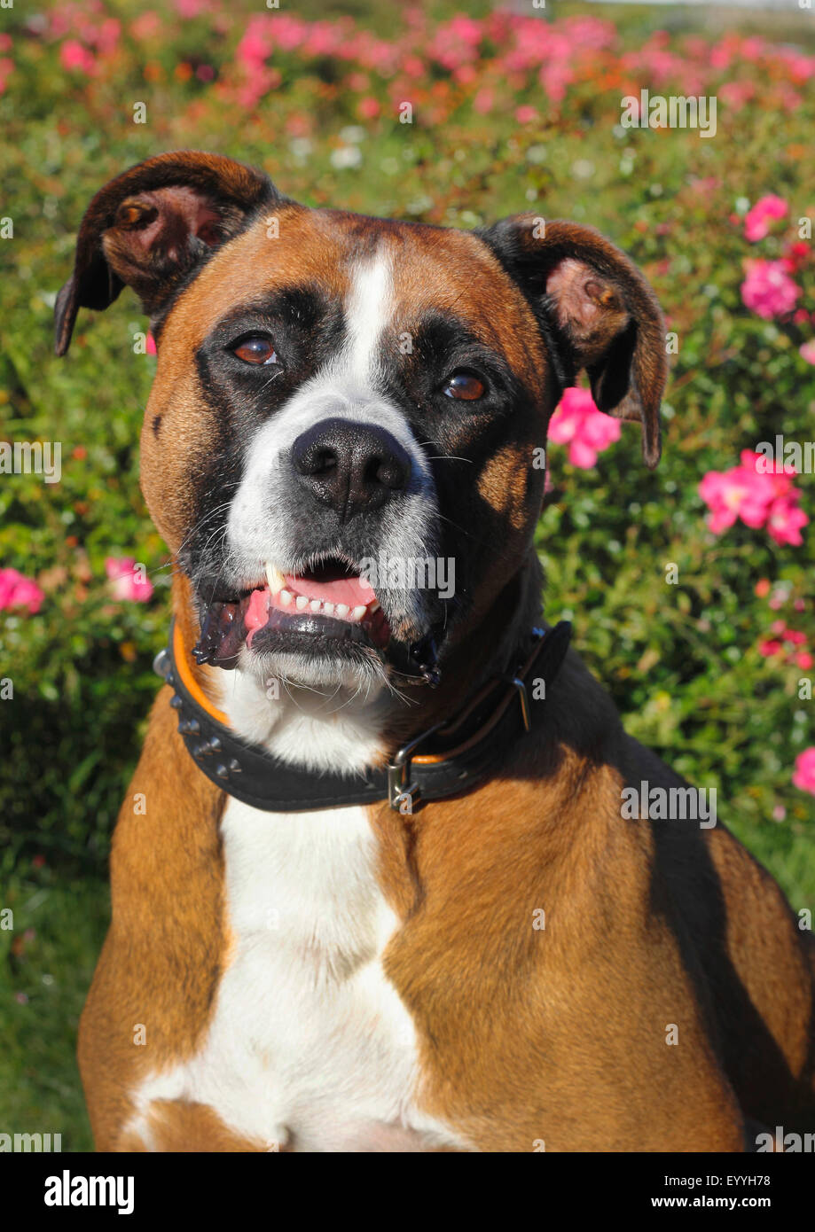 Mischling Hund (Canis Lupus F. Familiaris), Portrait eines fünf Jahre alten Boxer  Mischling Rüden vor einen Rosenbusch, Deutschland Stockfotografie - Alamy