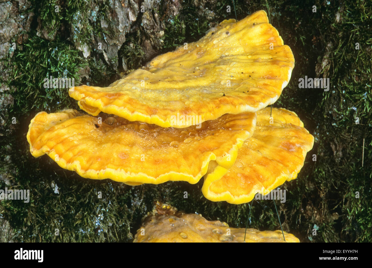 Das Huhn von Wäldern, Aulphur Polypore, Schwefel Regal (Laetiporus Sulphureus), auf einem Baumstamm, Deutschland Stockfoto