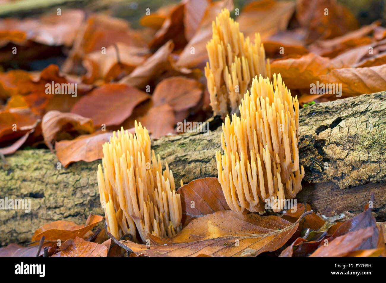 Aufrechte Coral, strenge Zweig Koralle (Ramaria Stricta, Clavariella Condensata, Clavariella Stricta) auf Totholz in einem Buchenwald, Deutschland Stockfoto