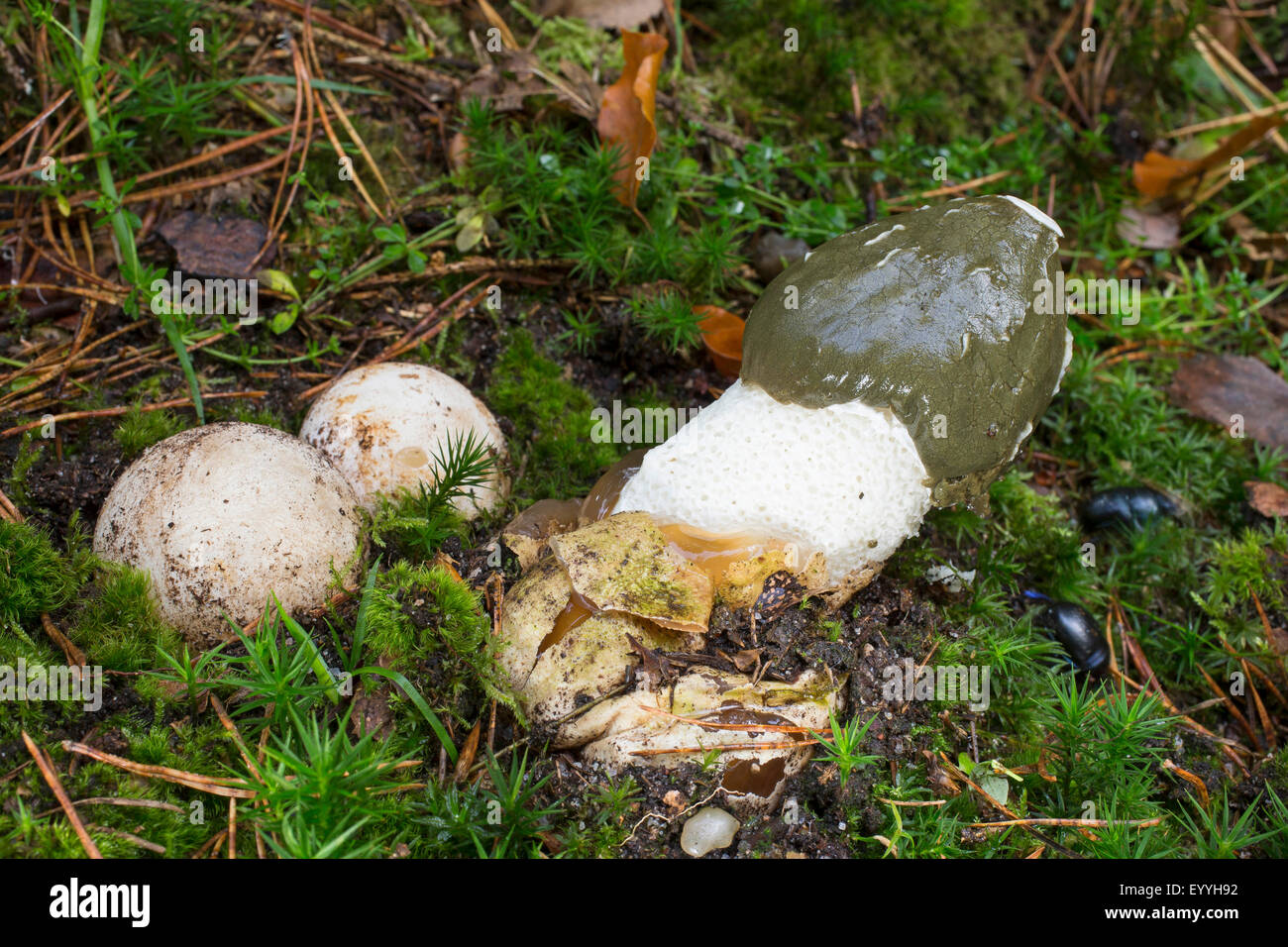 Stinkmorchel (Phallus Impudicus), in Moos, Deutschland Stockfoto