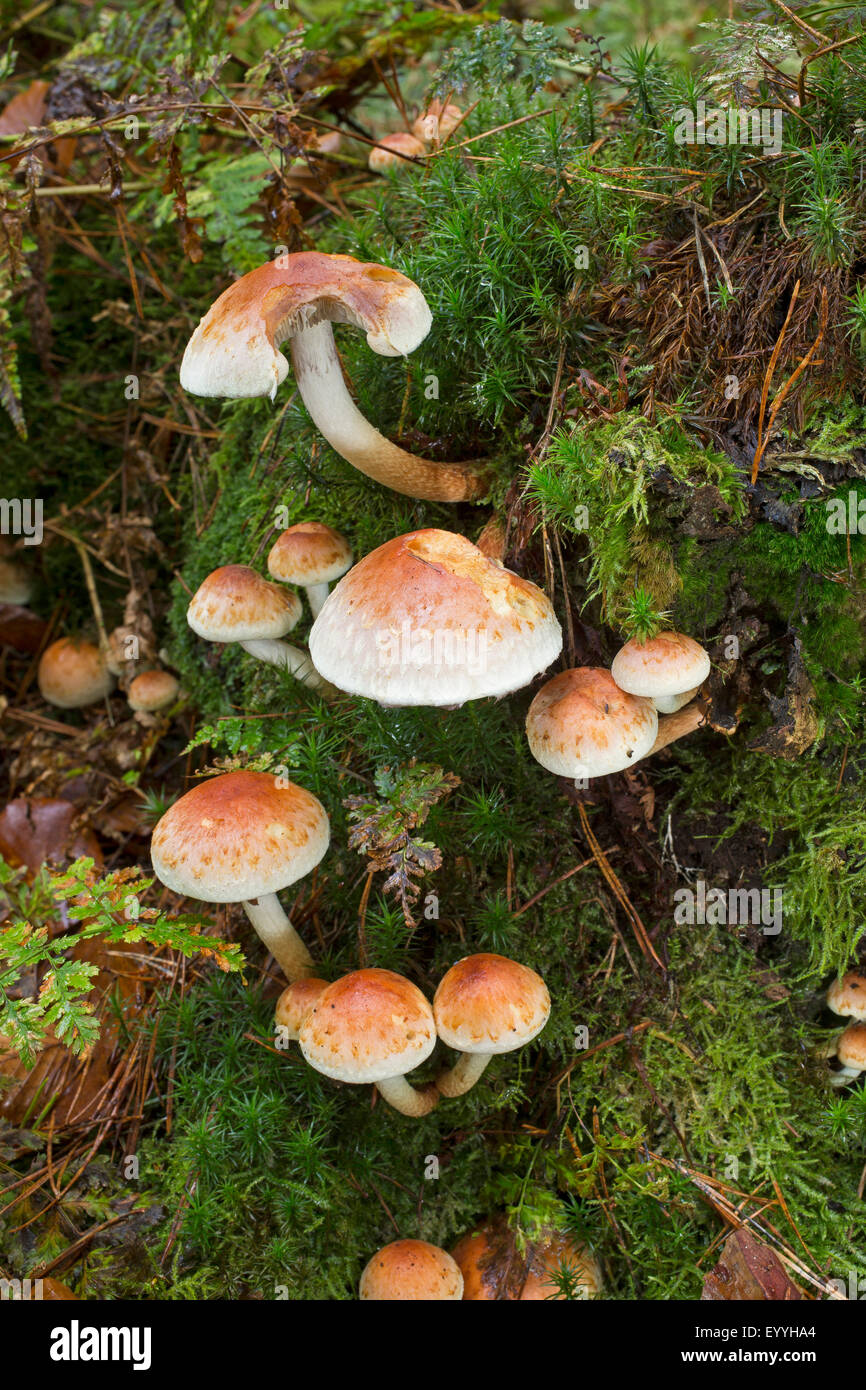 Ziegel-Cap, Ziegel Büschel (Grünblättriger Lateritium, Grünblättriger Sublateritium, Naematoloma Sublateritium), auf abgestorbenem Holz, Deutschland Stockfoto