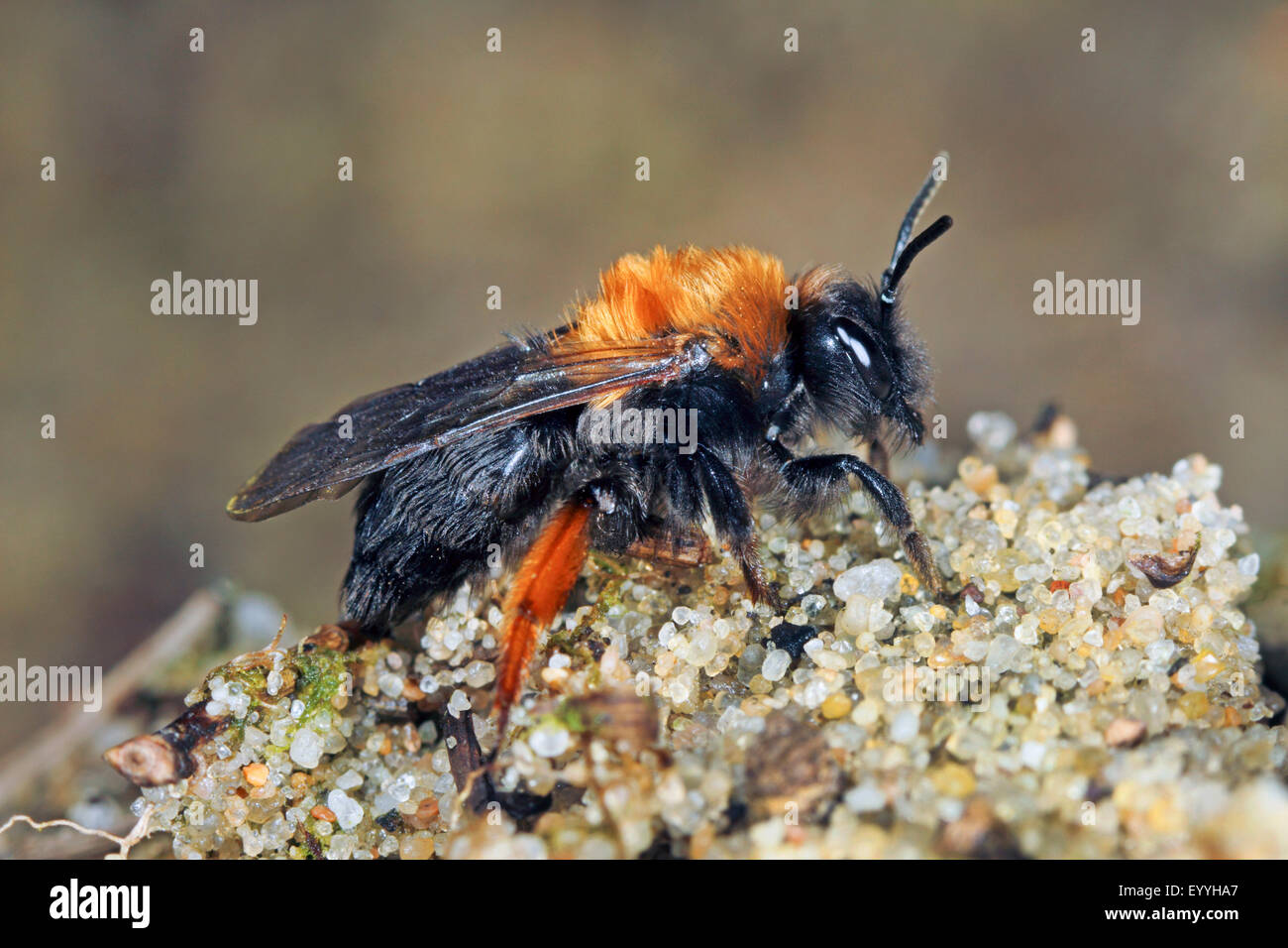Clarkes Bergbau-Biene (Andrena Clarkella), auf Sand, Deutschland Stockfoto
