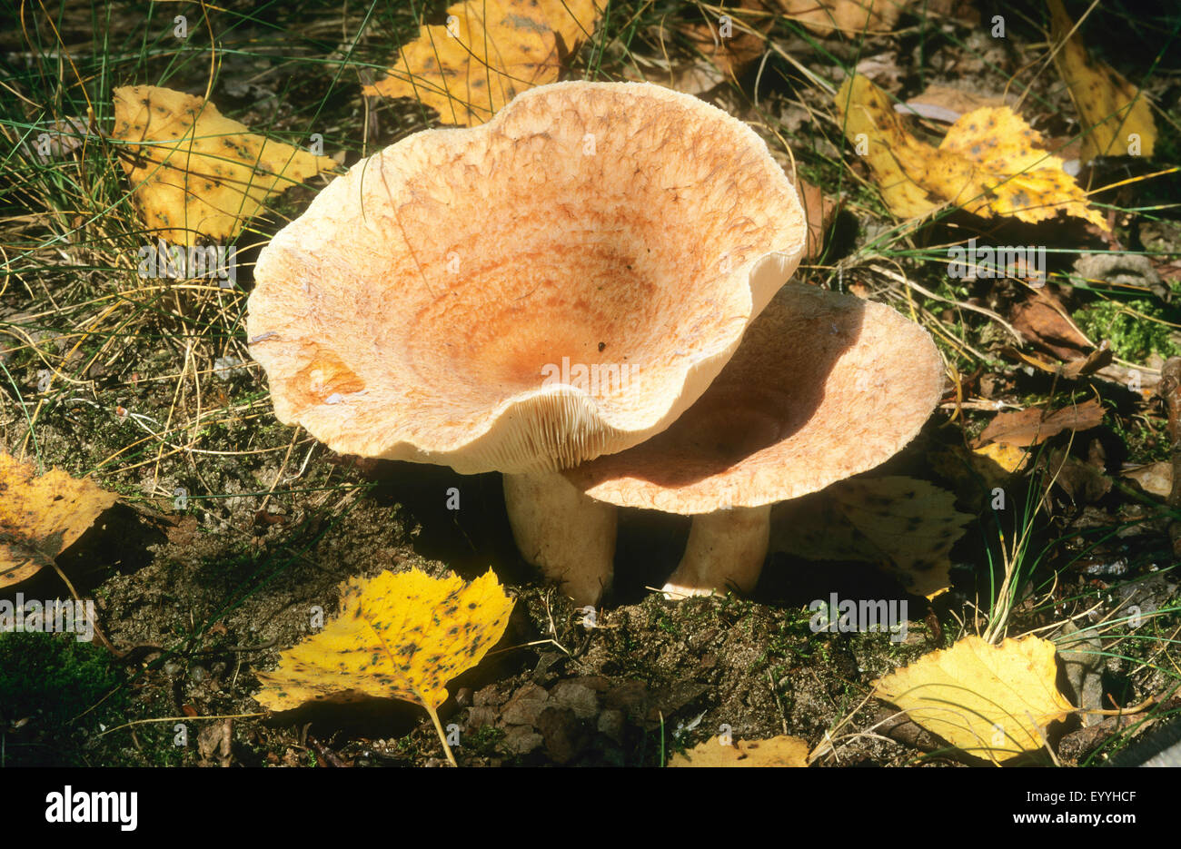 Wollige Milkcap, bärtigen Milkcap (Lactarius Torminosus), Fruchtkörper zwischen herbstlichen Birke Blätter, Deutschland Stockfoto
