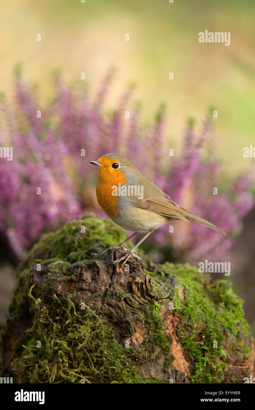 Rotkehlchen (Erithacus Rubecula), im Herbst, Deutschland, Nordrhein-Westfalen Stockfoto