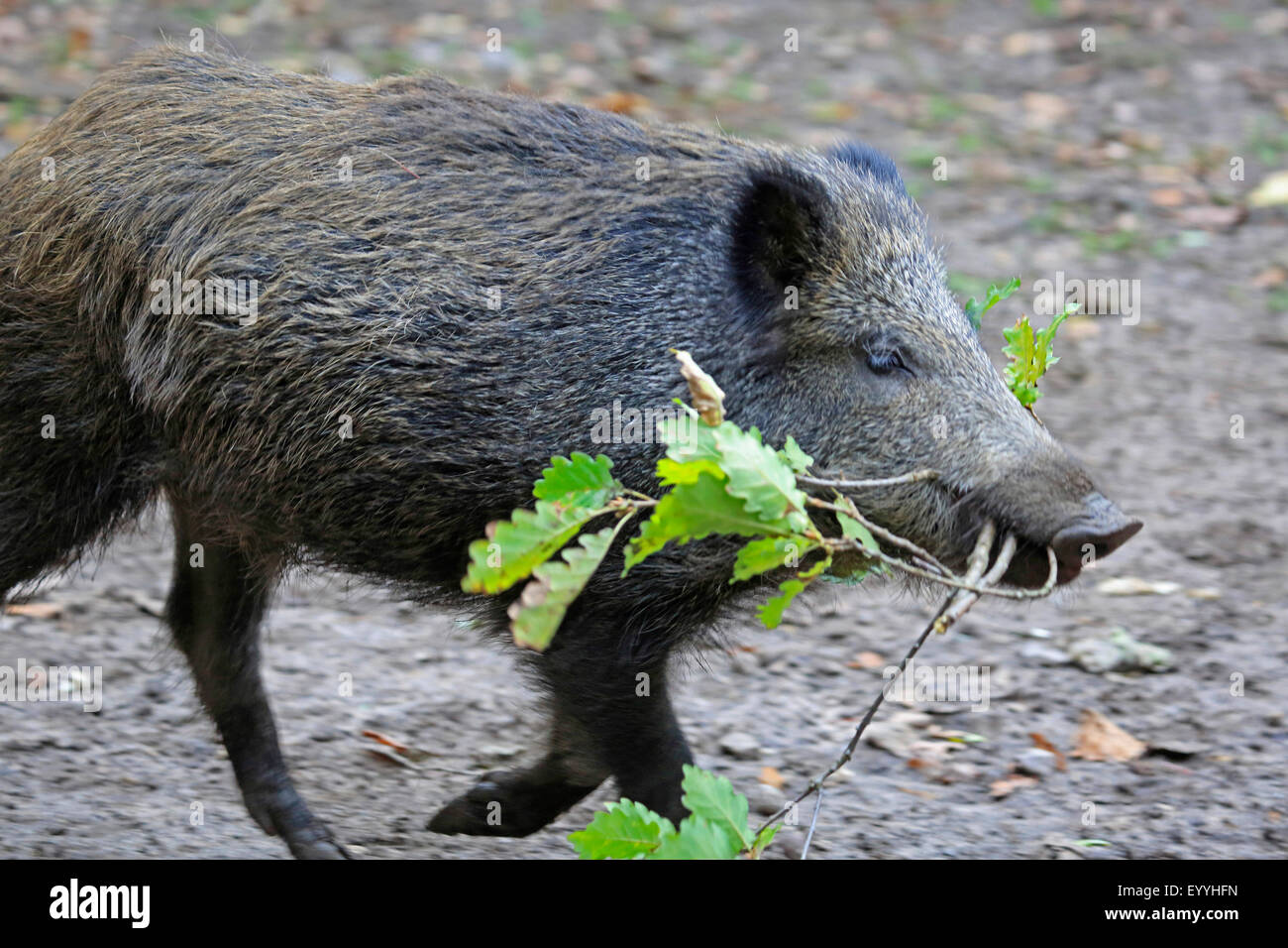 Wildschwein, Schwein, Wildschwein (Sus Scrofa), mit Eiche Zweig im Schnabel, Deutschland Stockfoto