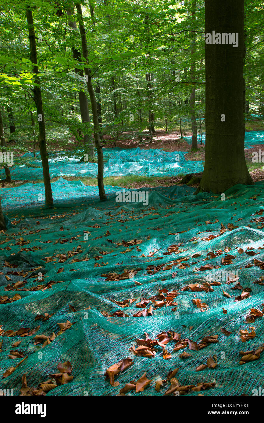 Rotbuche (Fagus Sylvatica), sammeln Bucheckern mit ausgelegten Netze in einem Buchenwald, Samen-Kollektion, Deutschland Stockfoto