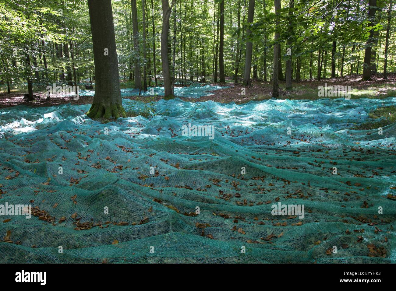 Rotbuche (Fagus Sylvatica), sammeln Bucheckern mit ausgelegten Netze in einem Buchenwald, Samen-Kollektion, Deutschland Stockfoto