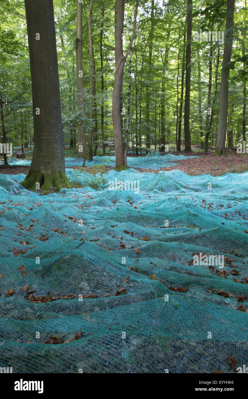 Rotbuche (Fagus Sylvatica), sammeln Bucheckern mit ausgelegten Netze in einem Buchenwald, Samen-Kollektion, Deutschland Stockfoto