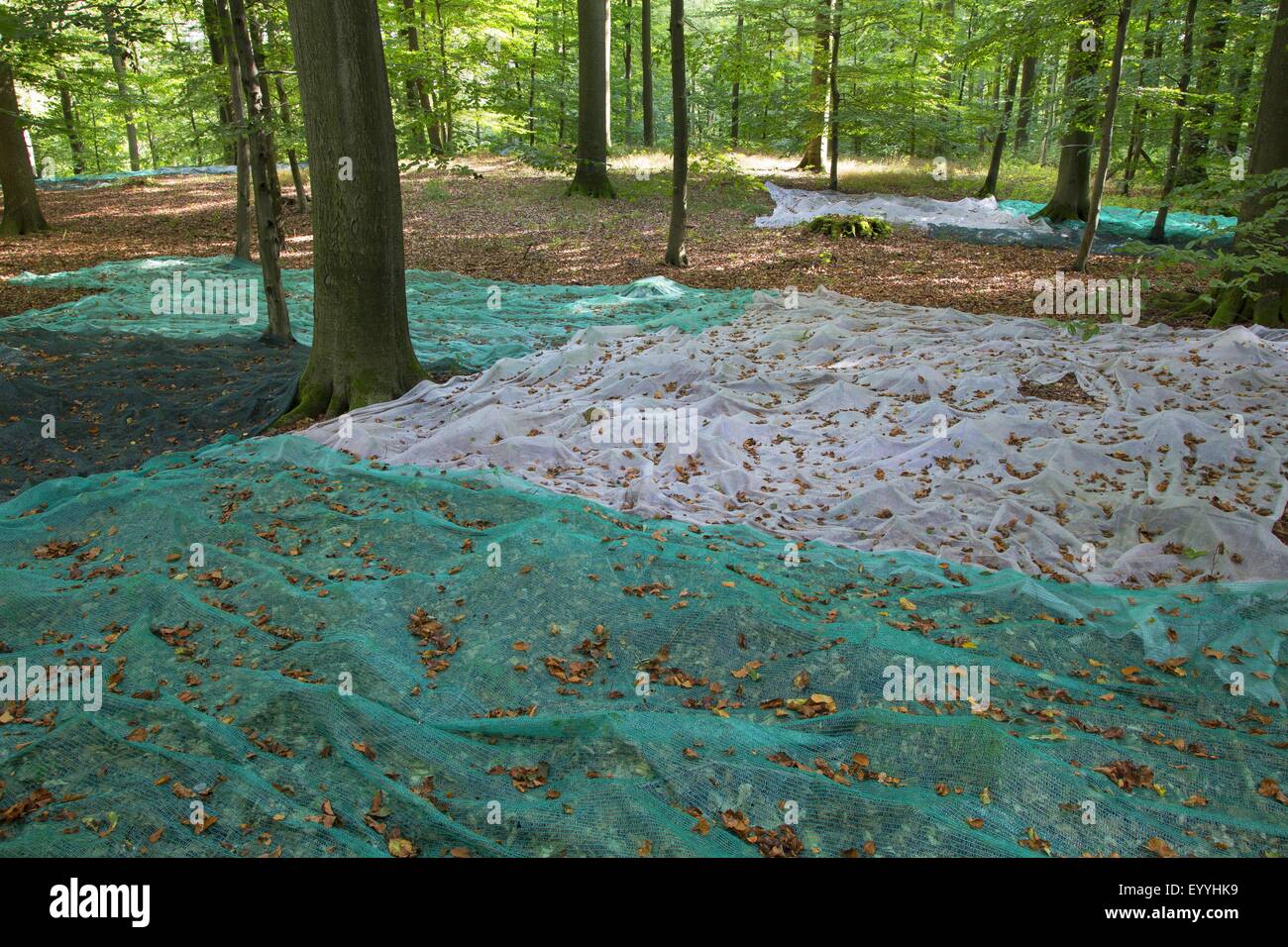 Rotbuche (Fagus Sylvatica), sammeln Bucheckern mit ausgelegten Netze in einem Buchenwald, Samen-Kollektion, Deutschland Stockfoto