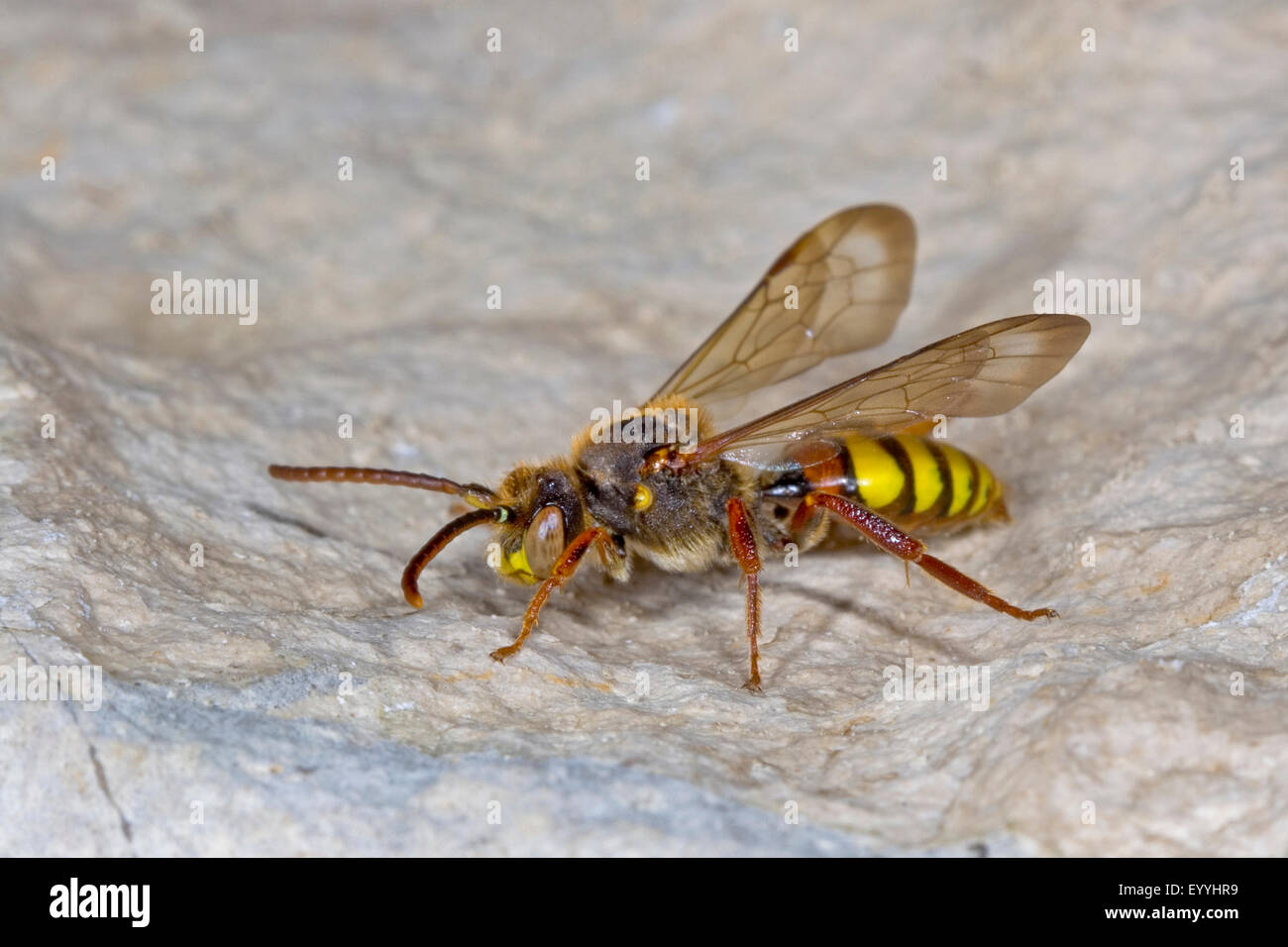 Gelbe Kuckuck Biene (Nomada Flava), Männlich, Deutschland Stockfoto