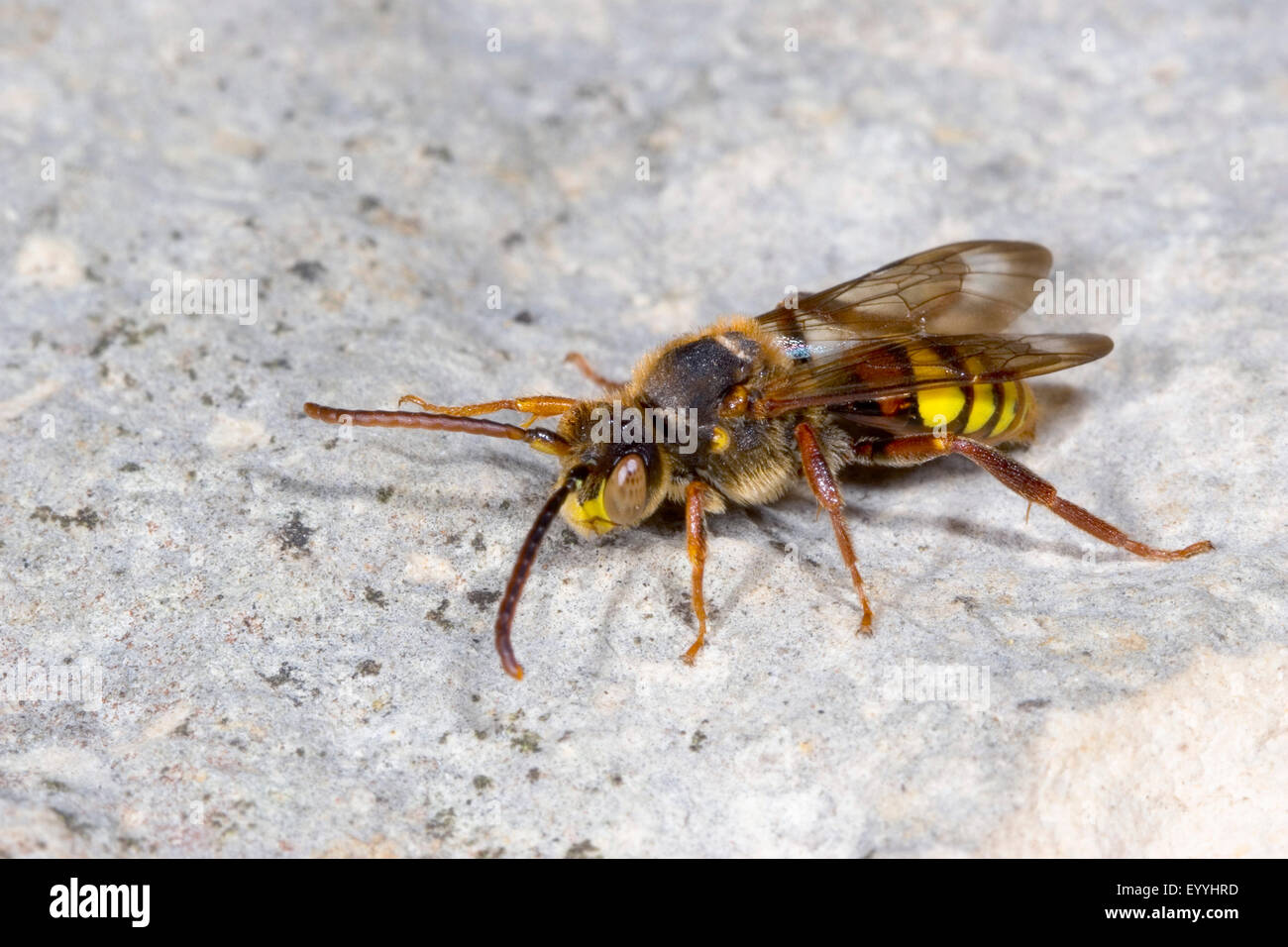 Gelbe Kuckuck Biene (Nomada Flava), Männlich, Deutschland Stockfoto