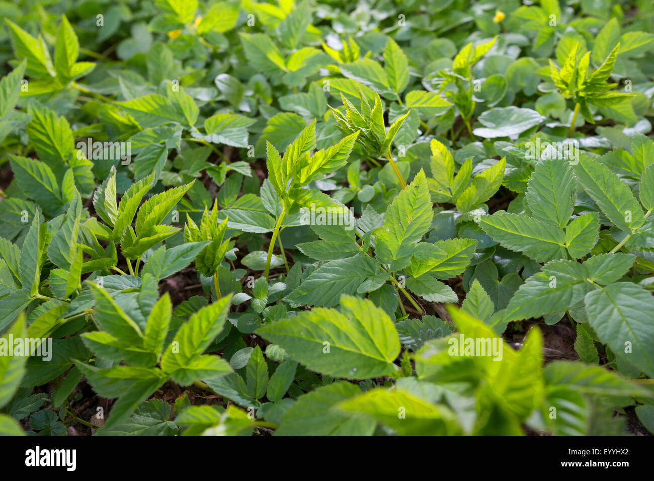 Boden-Holunder, Goutweed (Aegopodium Podagraria), Blätter im Frühjahr, Deutschland Stockfoto