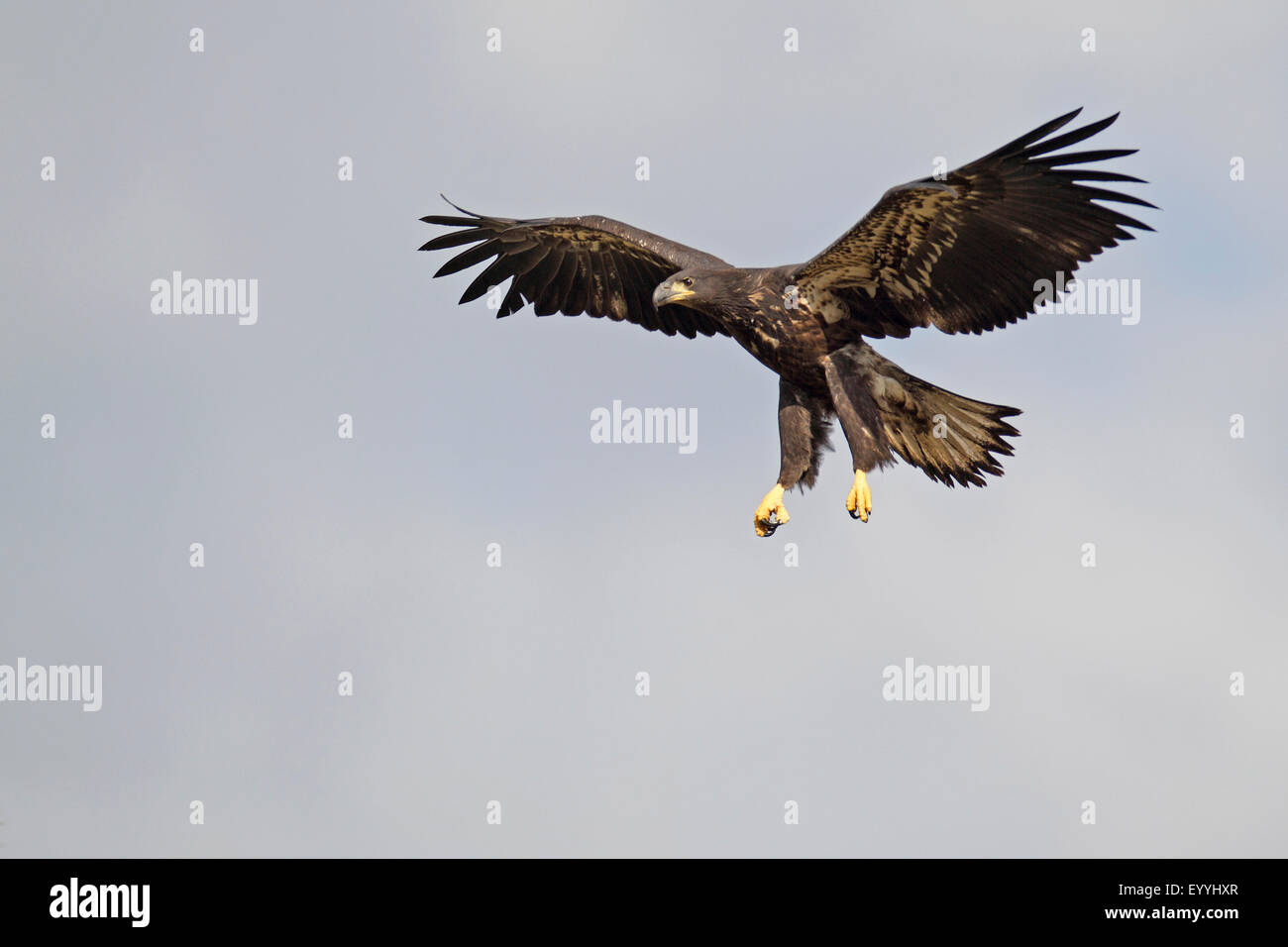 Weißkopfseeadler (Haliaeetus Leucocephalus), Landung Adler in unreifen Gefieder, USA, Florida Stockfoto
