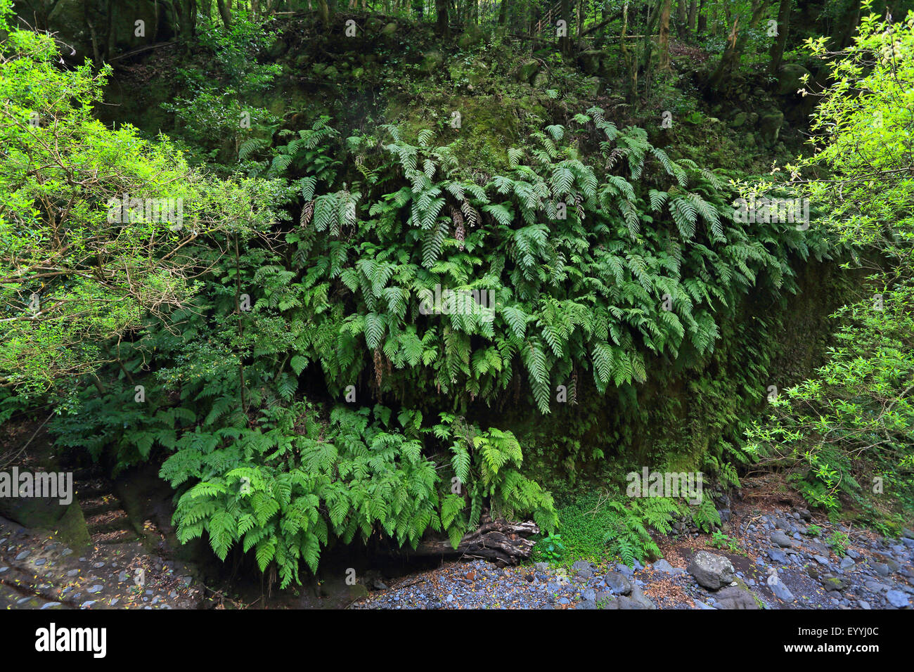 Europäischen Kette Farn (Woodwardia Radicans), Farne in Laurel Wald, Kanarische Inseln, La Palma, Los Tilos Stockfoto