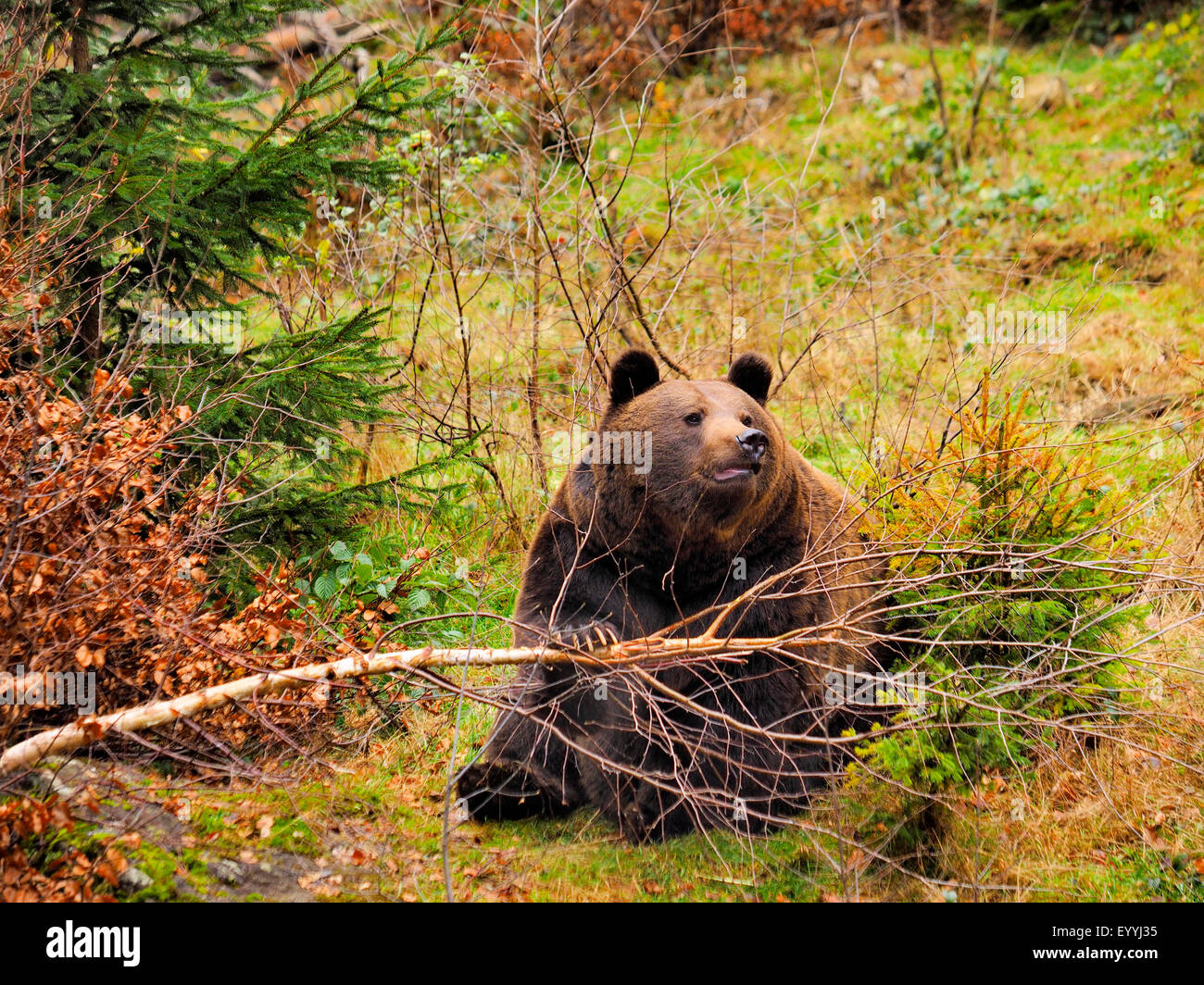 Europäischer Braunbär (Ursus Arctos Arctos), beugt sich über einen jungen Baum, Deutschland, Bayern, Nationalpark Bayerischer Wald Stockfoto