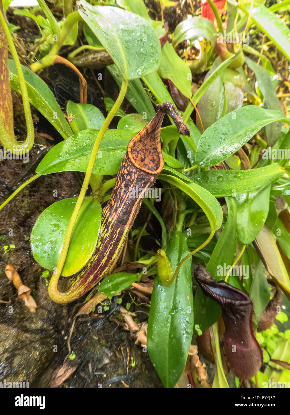 Kannenpflanze (Nepenthes spec.), Blätter und Krüge, Singapur Stockfoto