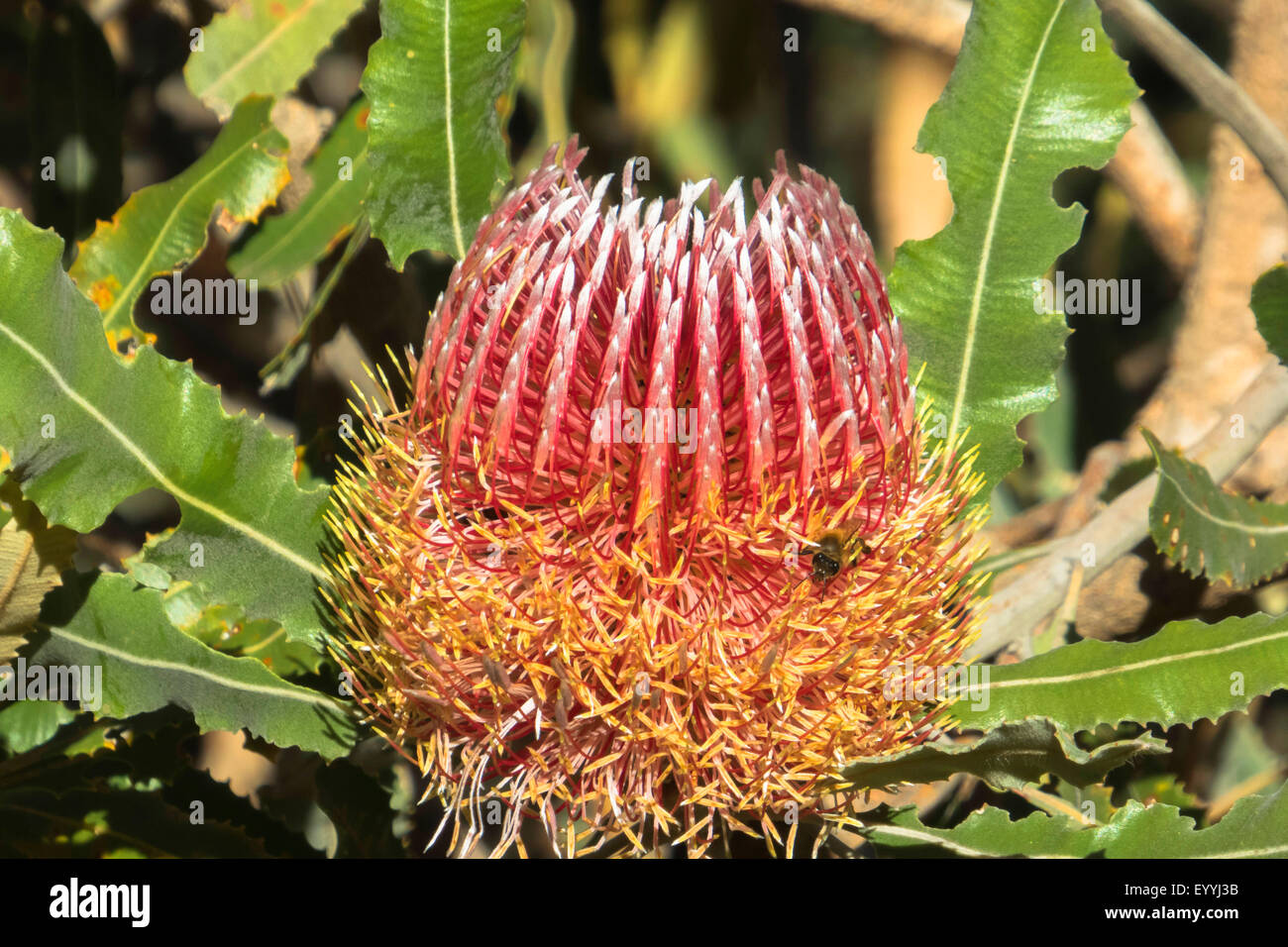 Brennholz Banksien (Banksia Menziesii), Blütenstand, Australien, Western Australia, Perth Stockfoto