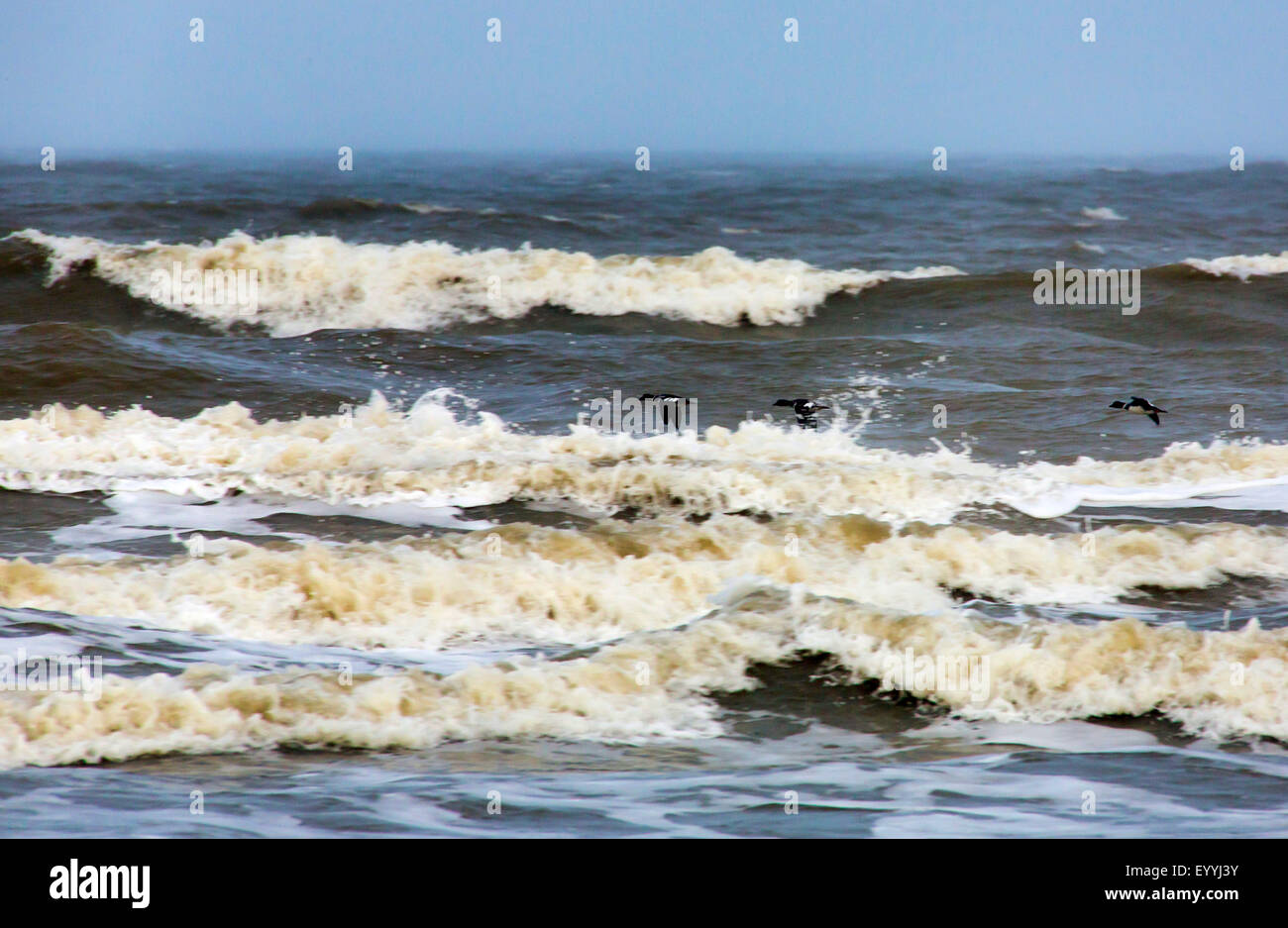 Schellenten, Goldeneye Entlein (Bucephala Clangula), Schellenenten, fliegen über das Surf, Deutschland, Niedersachsen, Juist Stockfoto