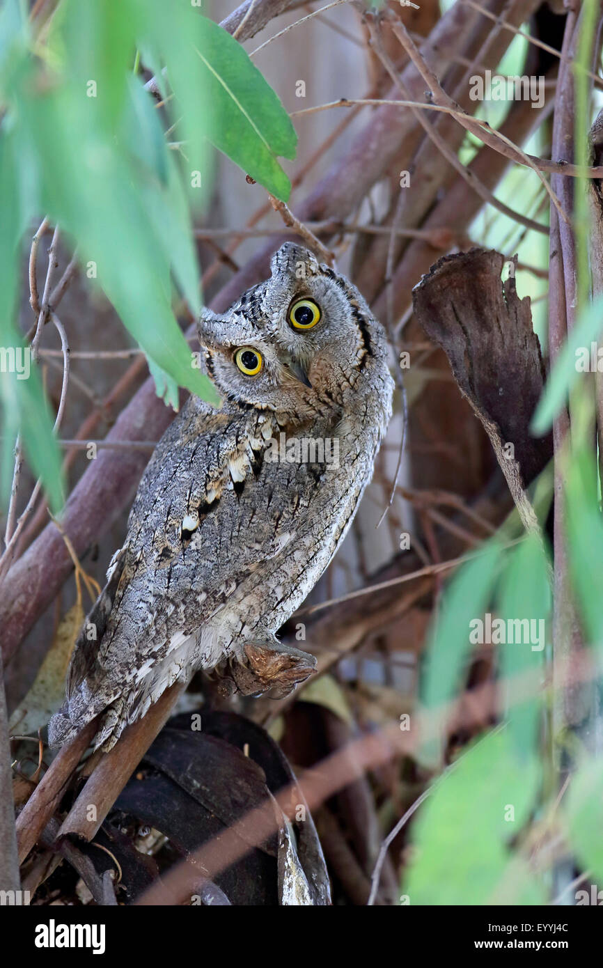 Eule der eurasischen Zwergohreule (Otus Zwergohreule), sitzen mit Augen öffnen in einem Eukalyptusbaum, Griechenland, Lesbos Stockfoto