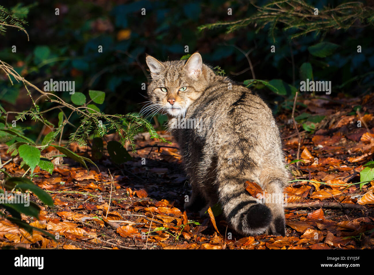 Europäische Wildkatze, Wald Wildkatze (Felis Silvestris Silvestris), Suche nach Nahrung in Morgen Licht, Deutschland, Bayern, Nationalpark Bayerischer Wald Stockfoto