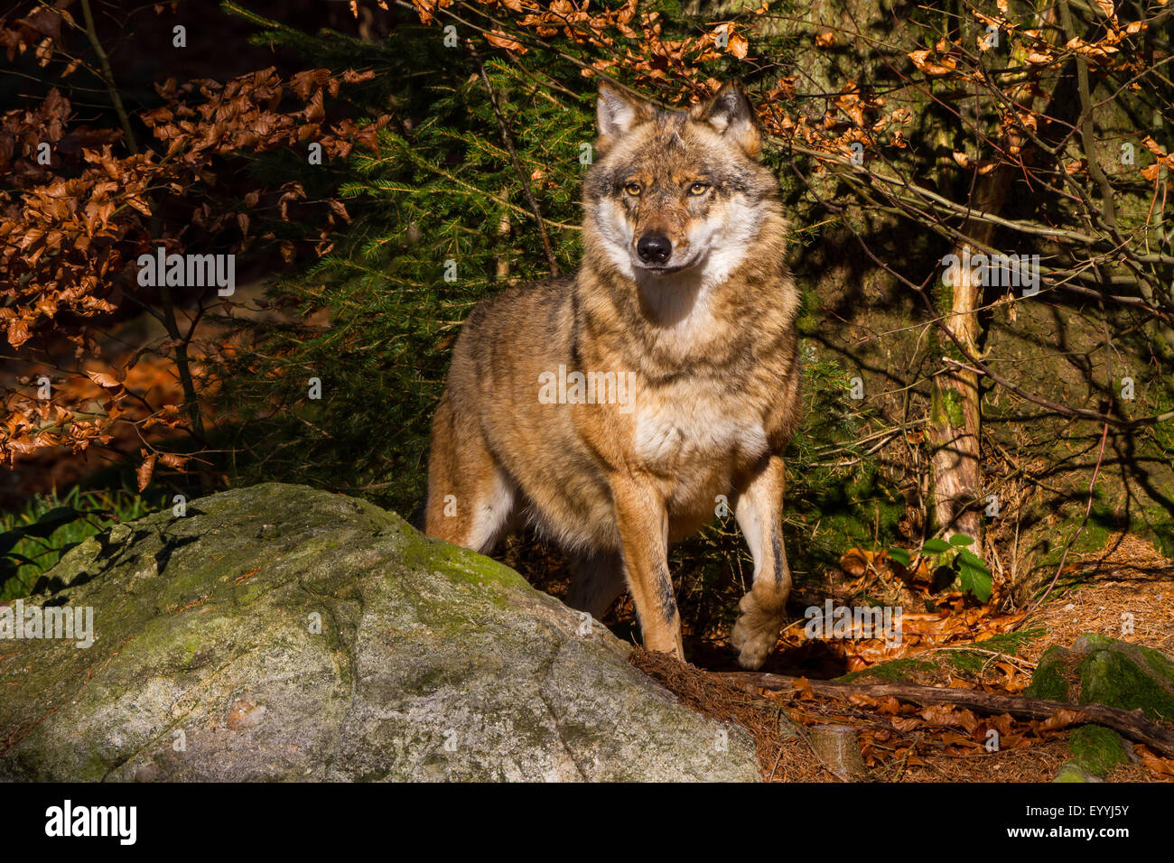 Europäische graue Wolf (Canis Lupus Lupus), stehend wachsam auf einem Felsen in einem herbstlichen Wald, Deutschland, Bayern, Nationalpark Bayerischer Wald Stockfoto