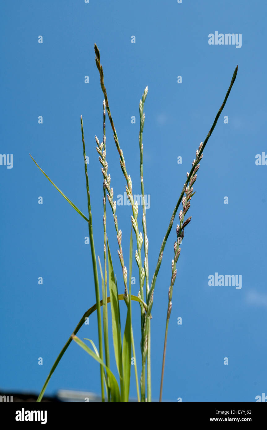 Deutsches Weidelgras, Lolium, Perenne, Stockfoto