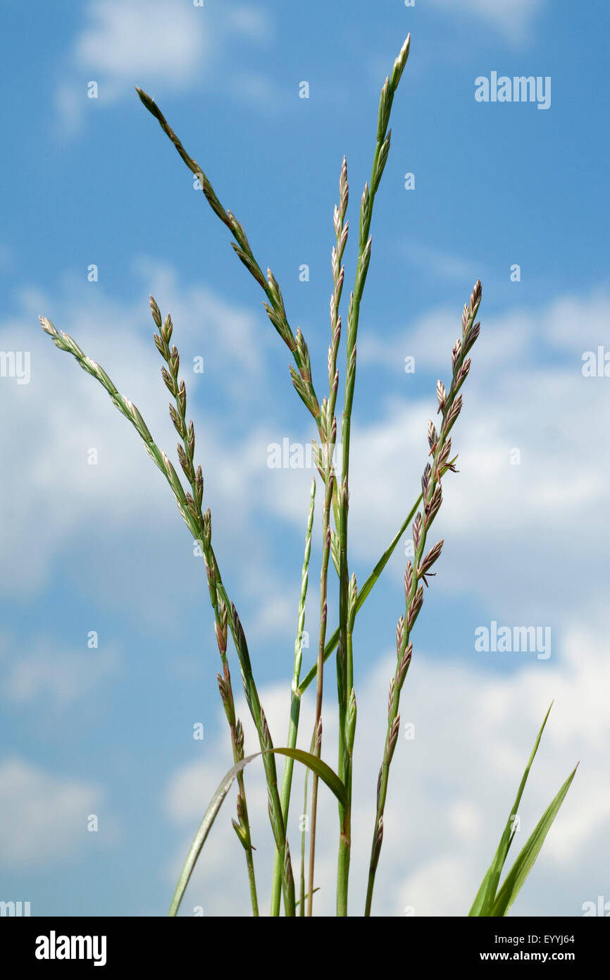 Deutsches Weidelgras, Lolium, Perenne, Stockfoto