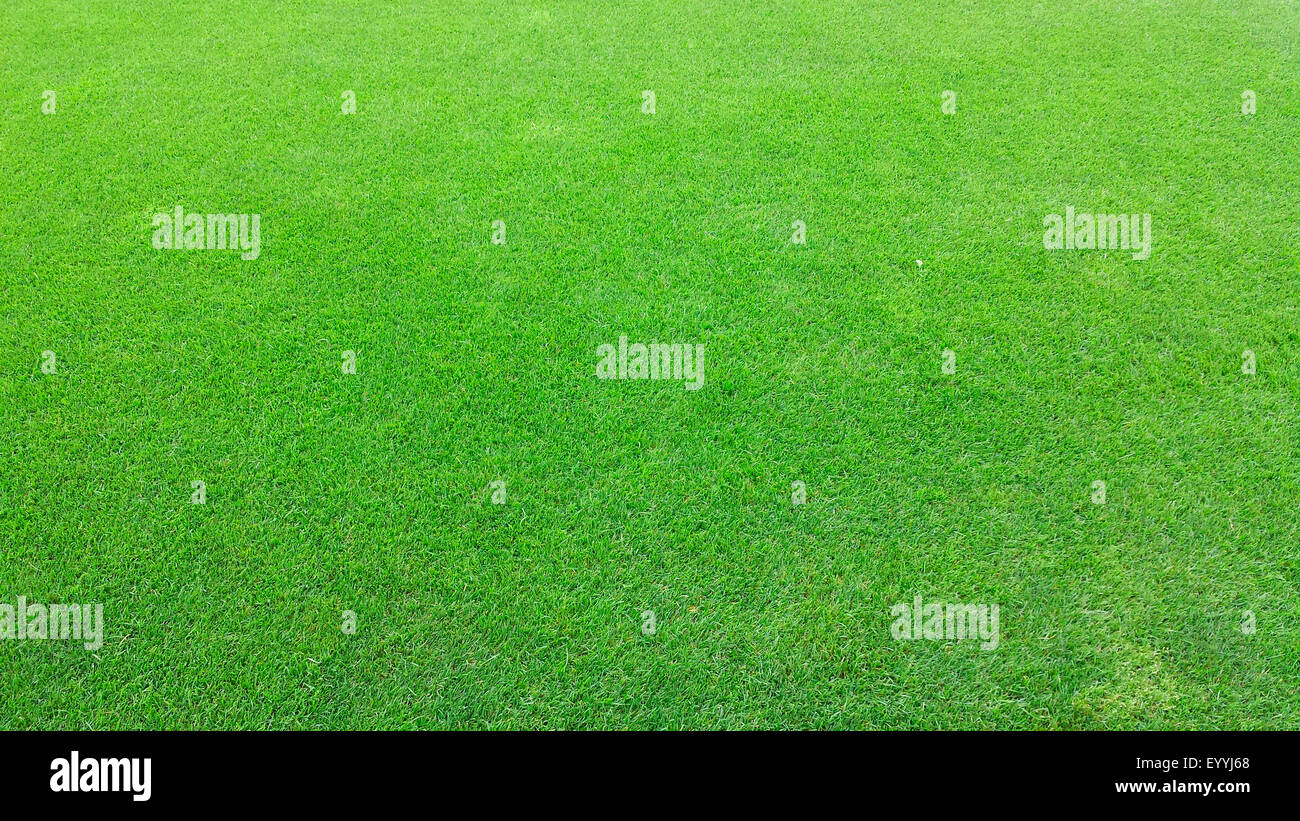 grüne Zierrasen Stockfoto