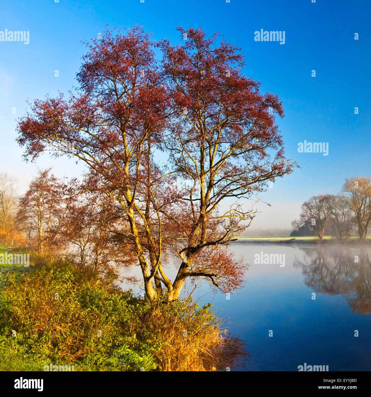 herbstlicher Baum am Ufer der Ruhr-Flusses im Morgenlicht, Witten, Ruhrgebiet, Nordrhein-Westfalen, Deutschland Stockfoto