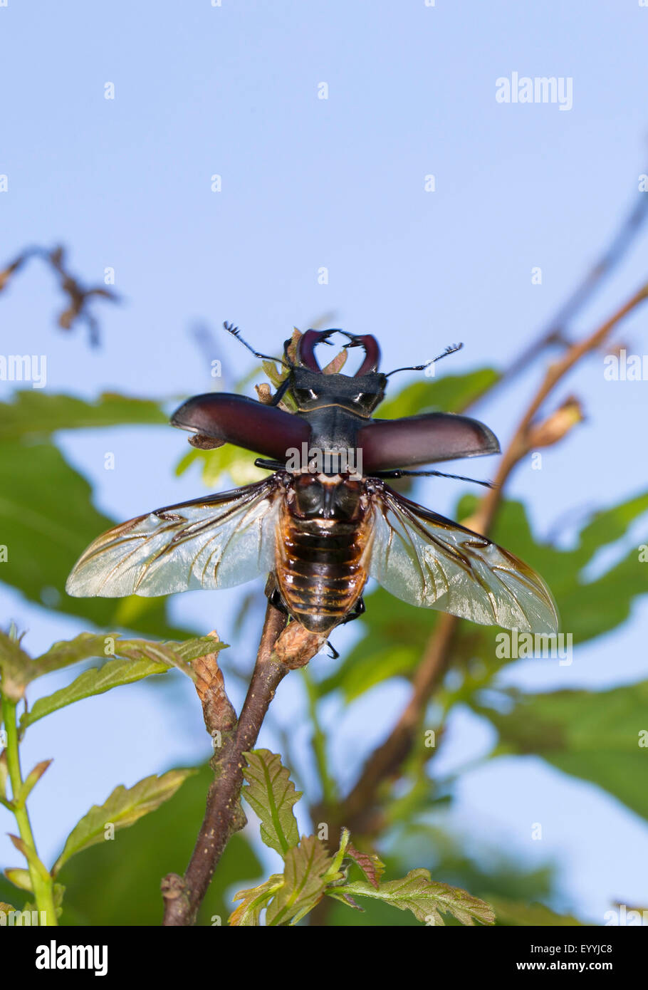 Hirschkäfer, Europäische Hirschkäfer (Lucanus Cervus), männliche zieht, Deutschland Stockfoto