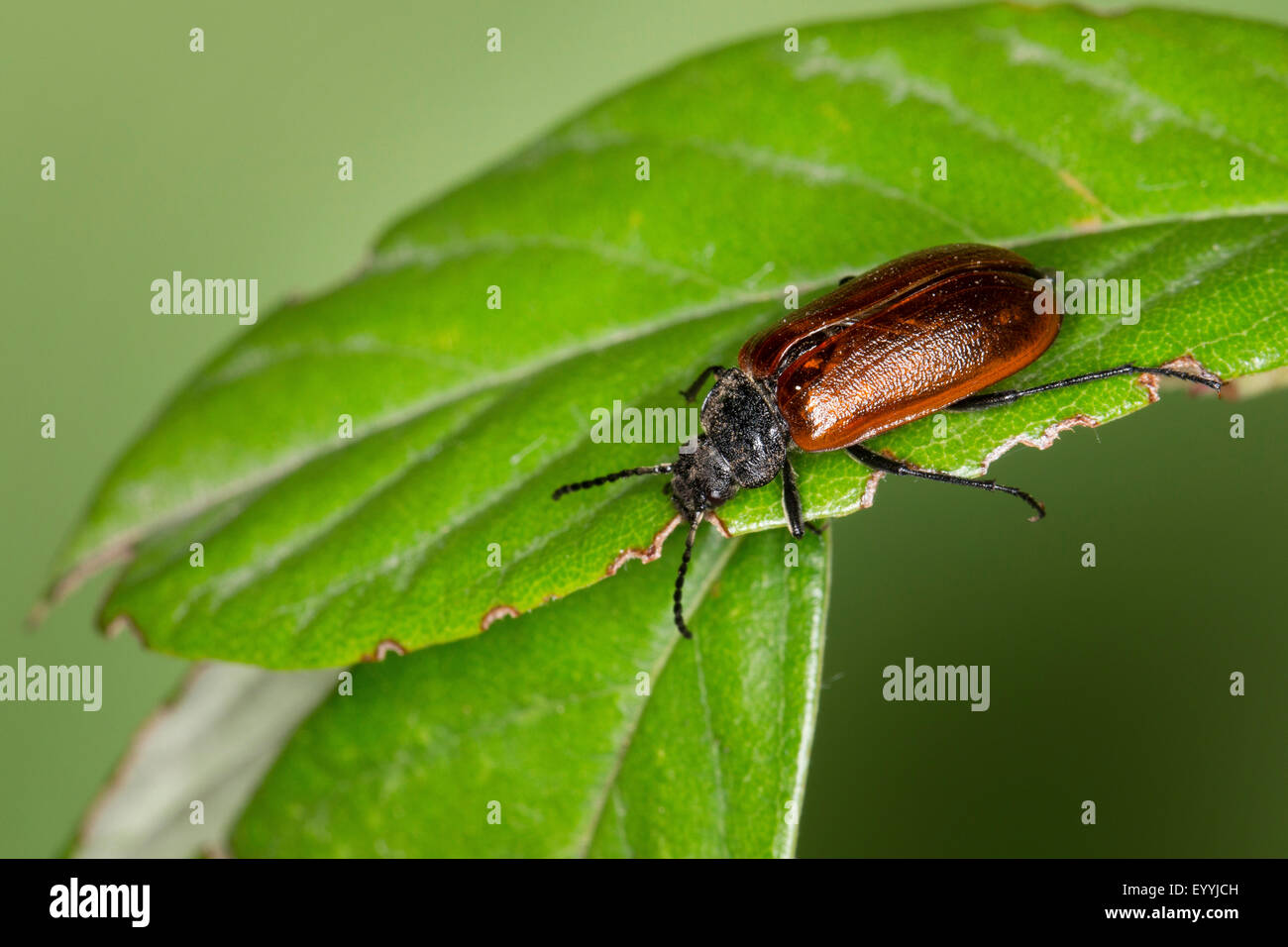 Kamm-krallte Käfer, Kamm krallenbewehrten Käfer (Omophlus spec, Odontomophlus spec.), sitzt auf einem Blatt, Deutschland Stockfoto