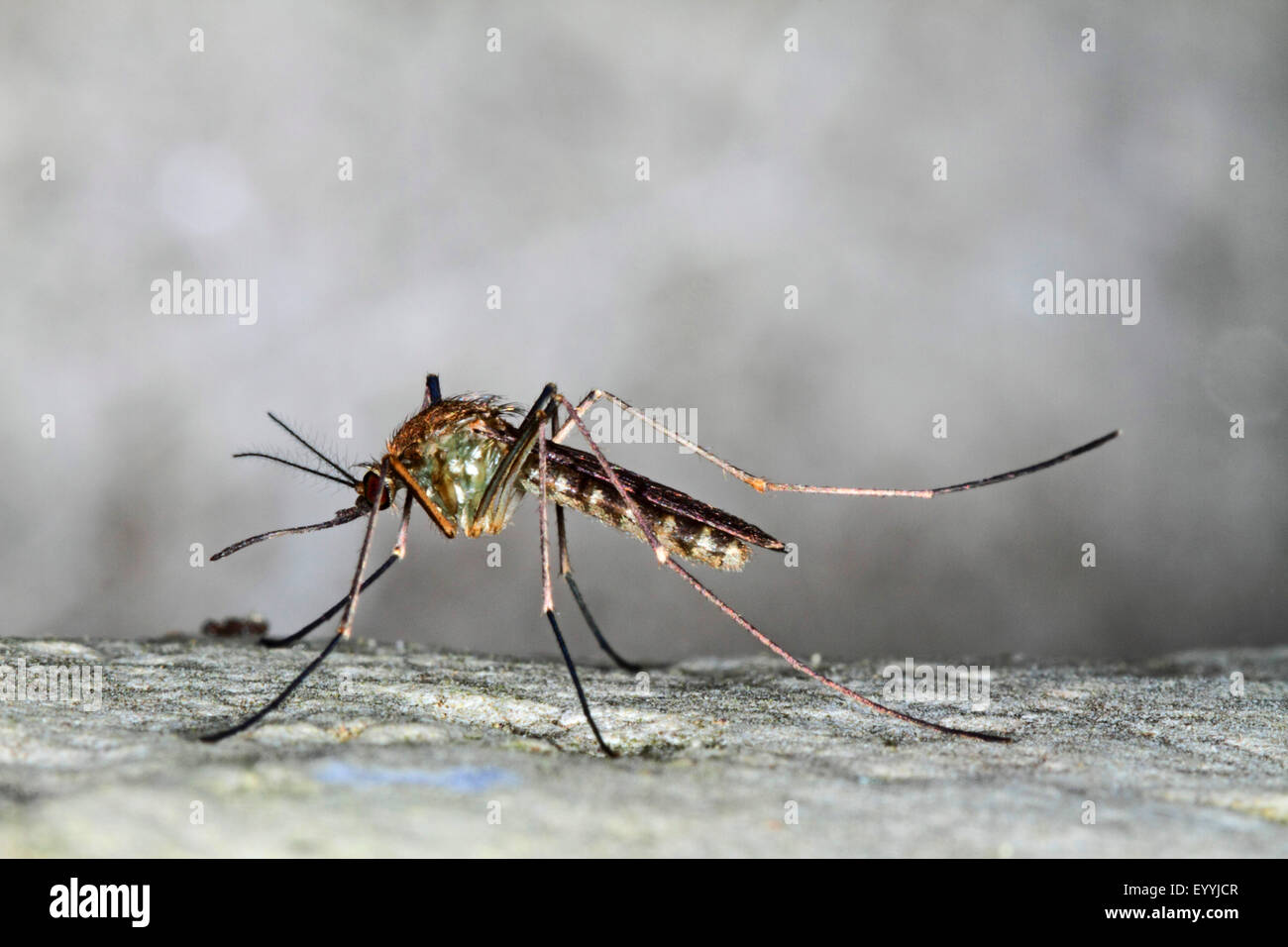 Haus Mücke, nördlichen gemeinsamen Haus Mücke, gemeinsame Mücke, Haus-Mücke (Culex Pipiens), auf einem Stein, Deutschland Stockfoto