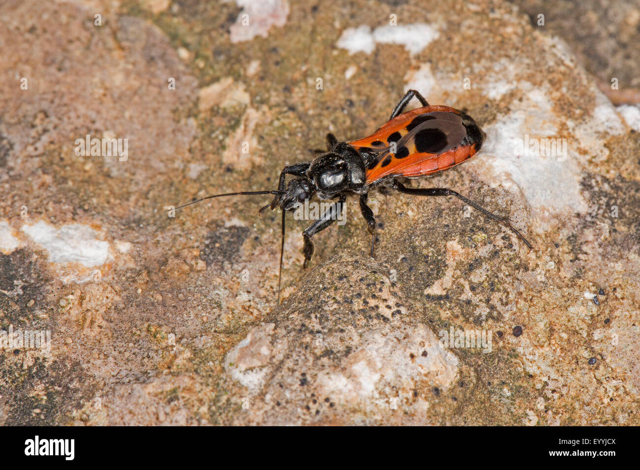 Assassin-Bugs (Peirates Stridulus), Assassin Bug sitzt auf einem Stein, Deutschland Stockfoto