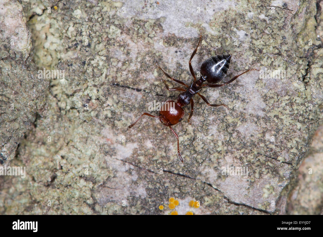 Acrobat Ameise, mediterrane Myrmicine Ameise (Crematogaster Scutellaris), auf einem Stein, Deutschland Stockfoto