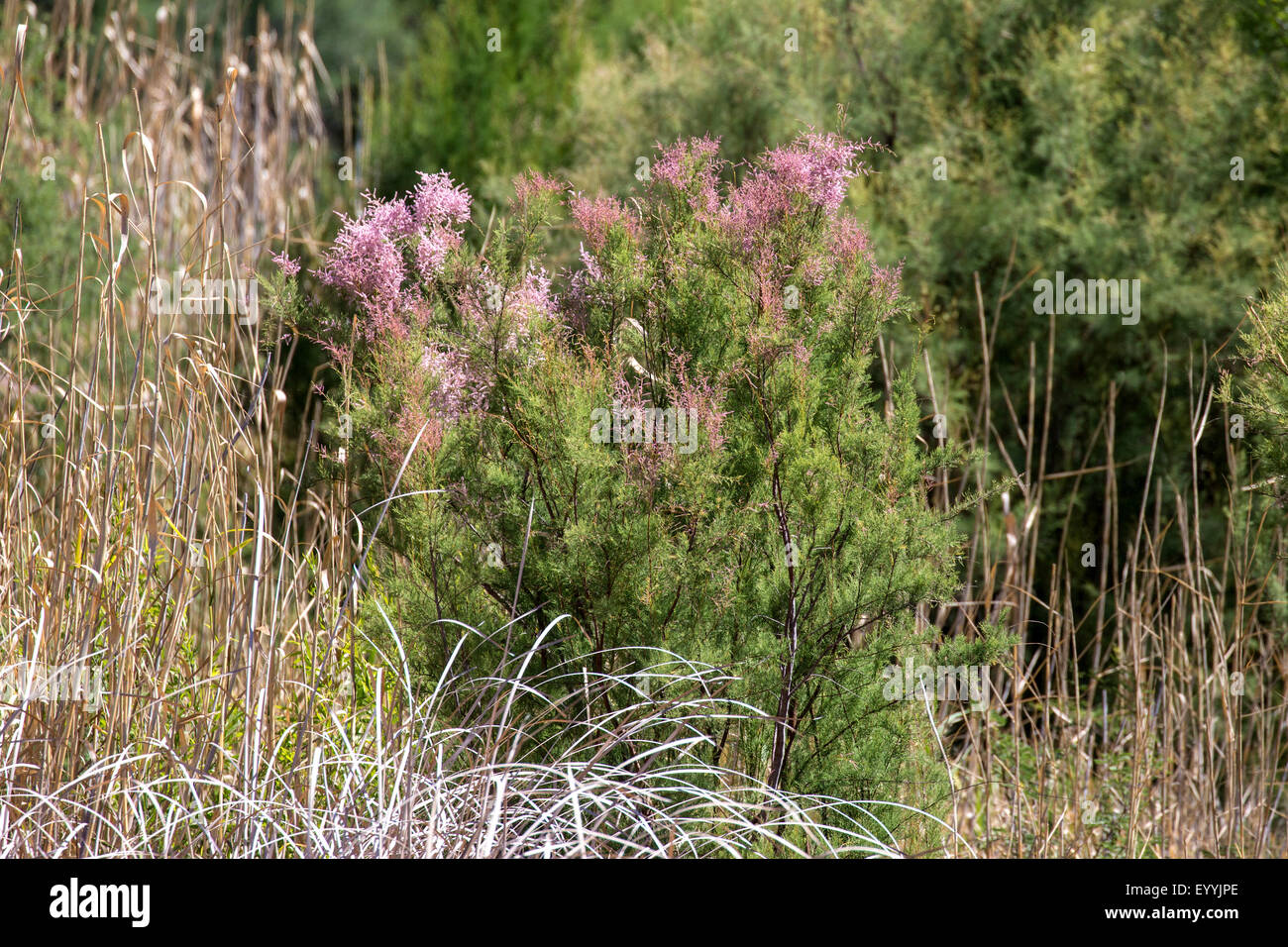 Tamarix-Familie (Tamaricaceae), Blüte Tamarix, Phoenix, Arizona, USA und Salt River Stockfoto
