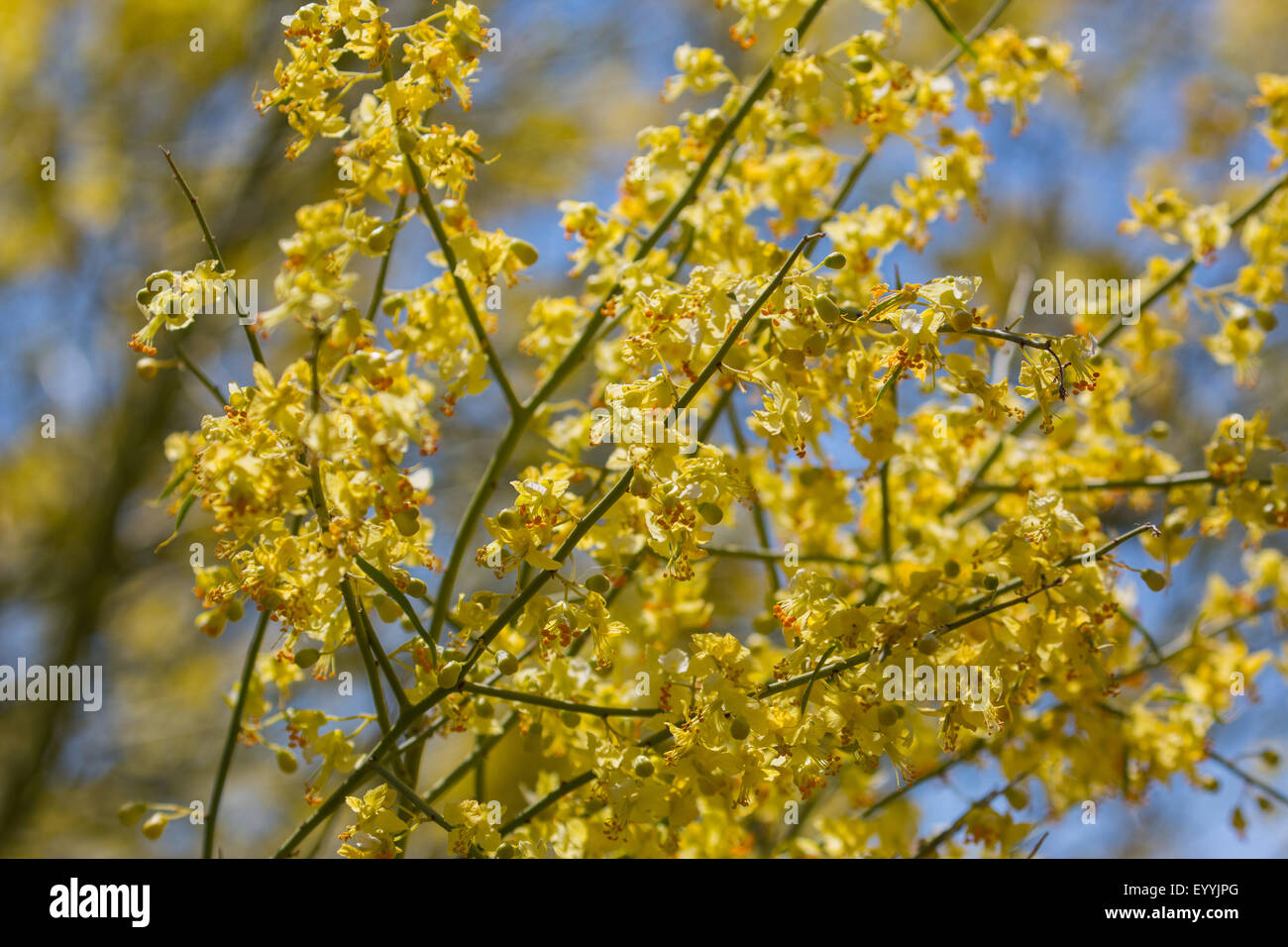 Blaue Palo Verde (Parkinsonia Florida), blühenden Zweig, USA, Arizona, Sonora, Phoenix Stockfoto