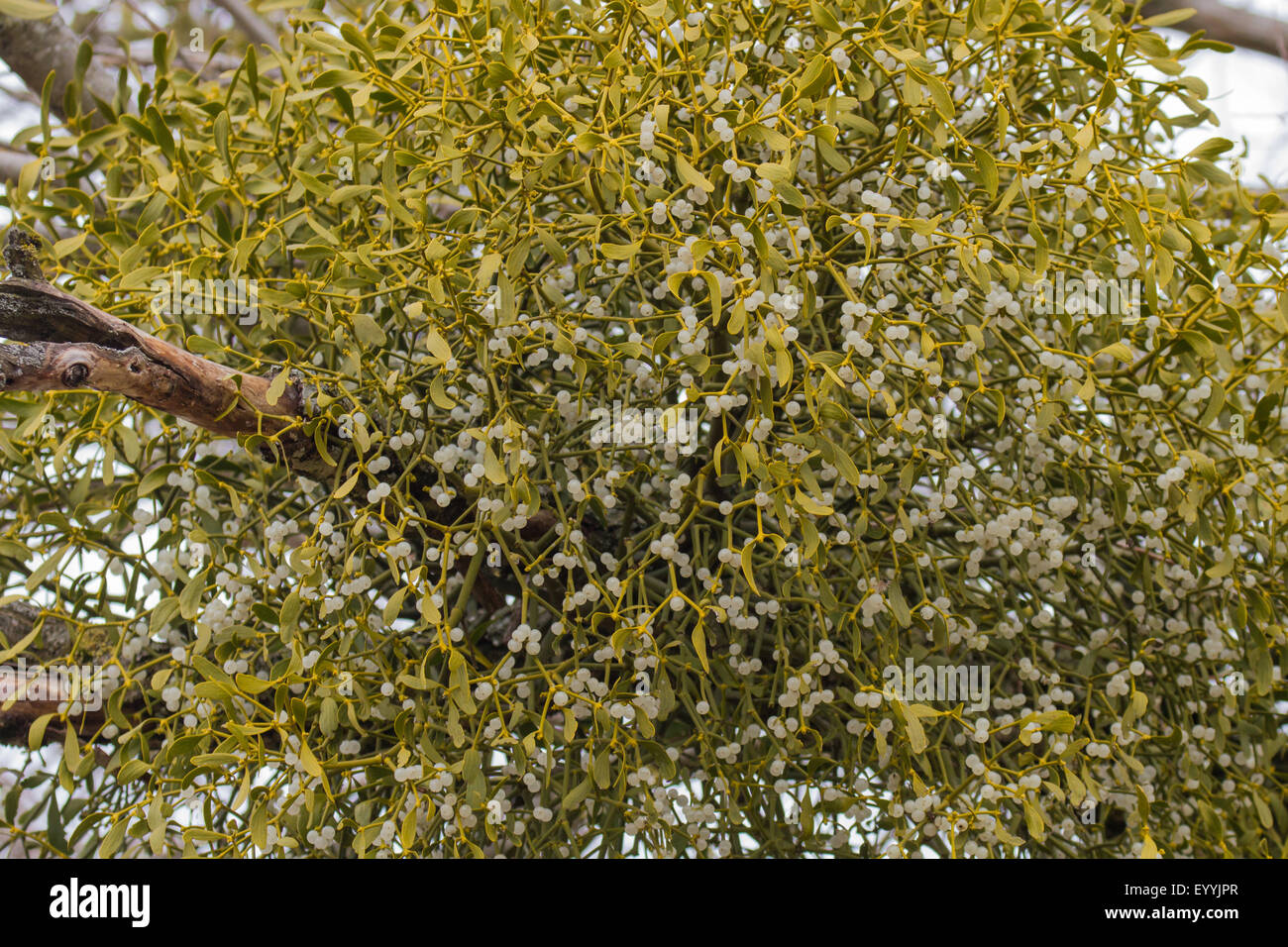 Mistel (Viscum Album Subspecies Album), Mistelzweig mit Beeren an einem Seitenarm des eine Weide, Deutschland, Bayern Stockfoto