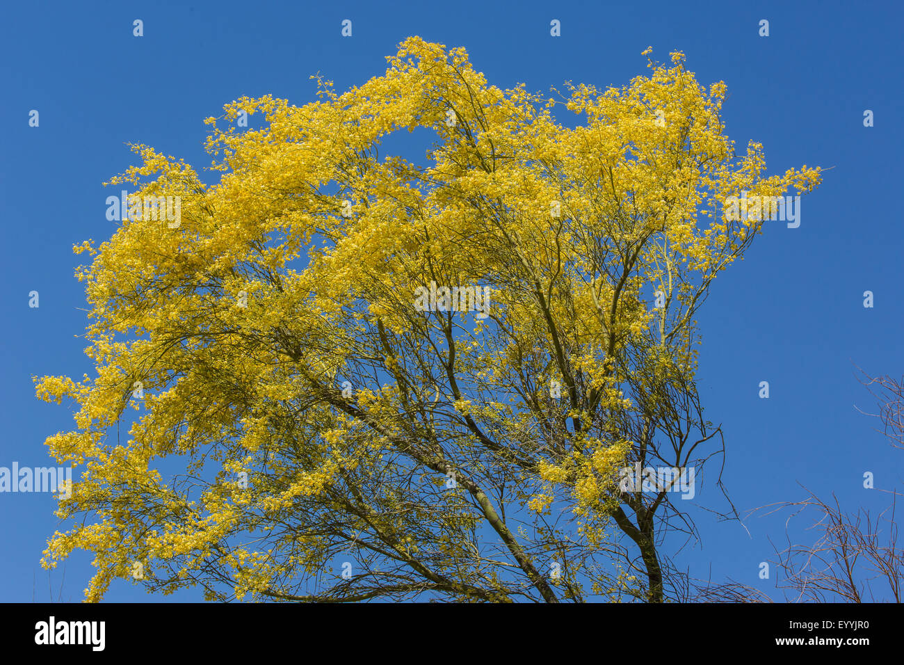 Blaue Palo Verde (Parkinsonia Florida), blühen, USA, Arizona, Sonora Stockfoto