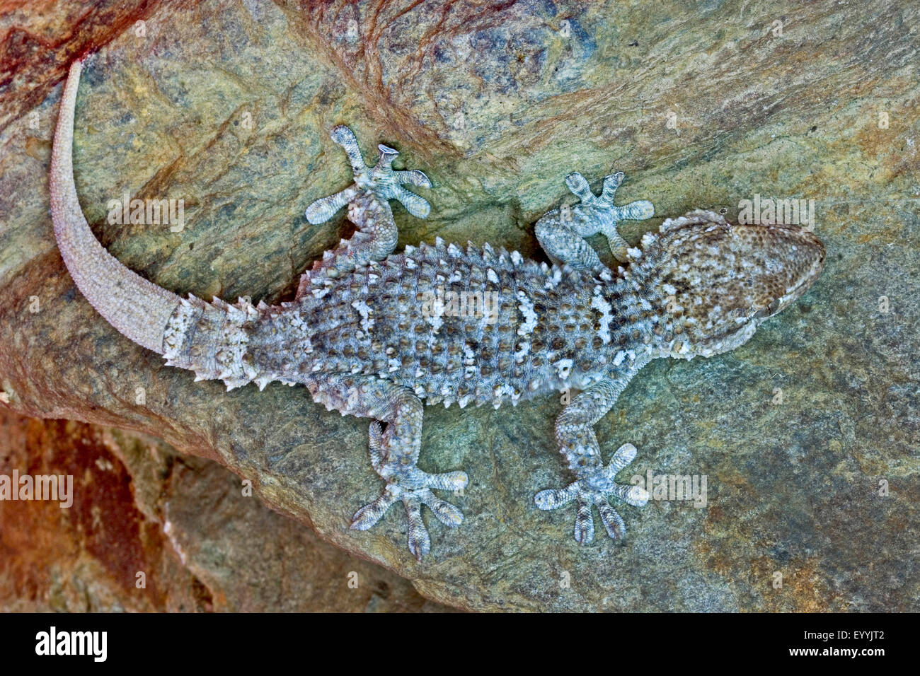 Gemeinsame Wand Gecko, maurischer Gecko, maurischen Wand Gecko, Salamanquesa, Krokodil Gecko, europäische gemeinsame Gecko, Maurita Naca Gecko (Tarentola Mauritanica), Portrait Stockfoto