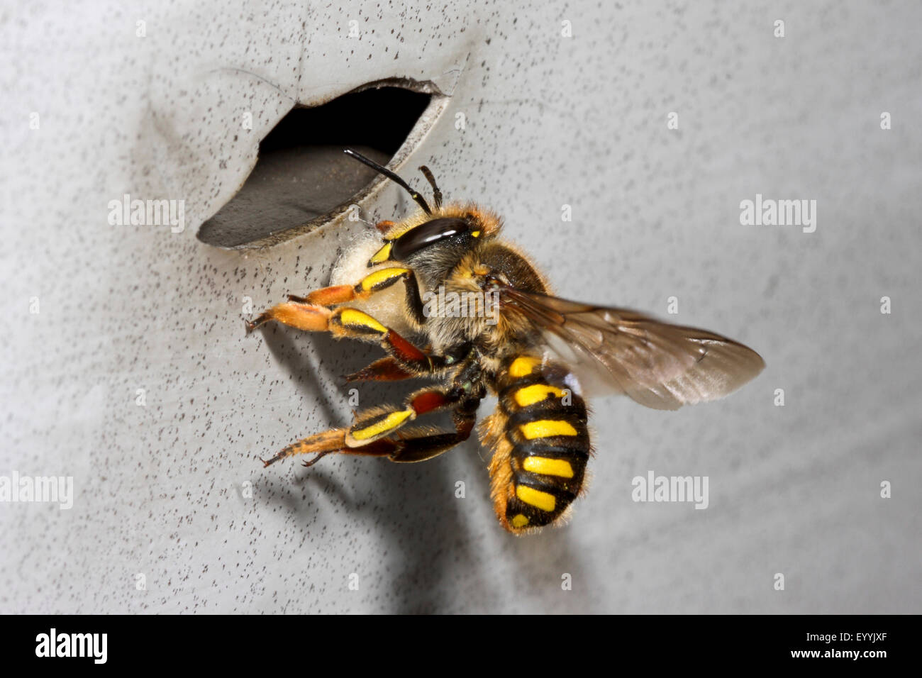 Wolle Karde Biene (Anthidium Manicatum, Anthidium Aronstab), mit Anlage Wolle für den Nestbau, Deutschland Stockfoto