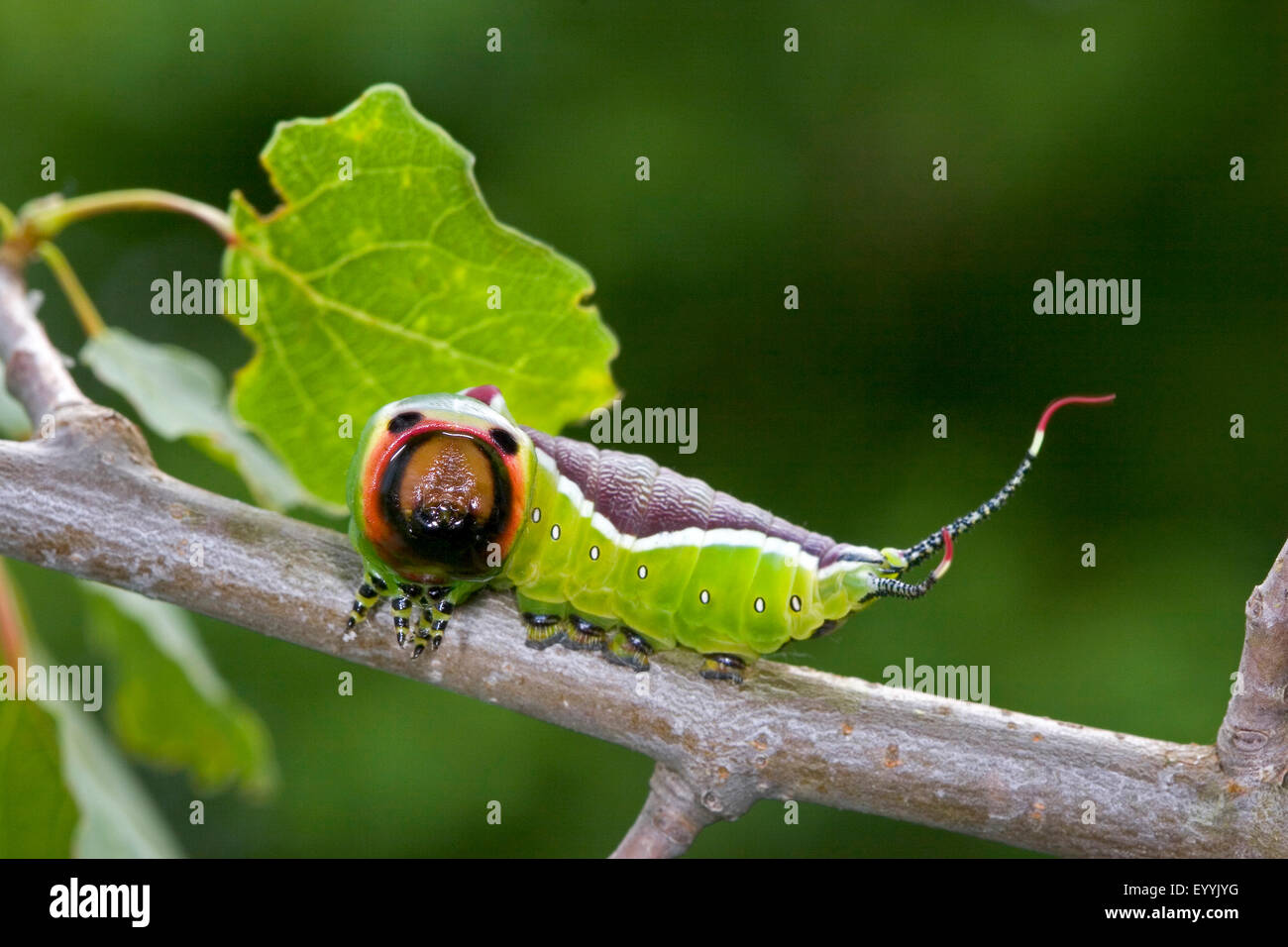 Puss Moth (Cerura Vinula, Dicranura Vinula), Verteidigung Haltung einer Raupe, Deutschland Stockfoto