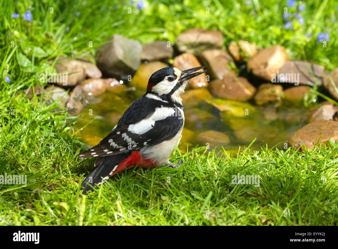 Buntspecht (Picoides major, Dendrocopos großen), Männlich, trinken an der Tränke im Garten, Deutschland Stockfoto