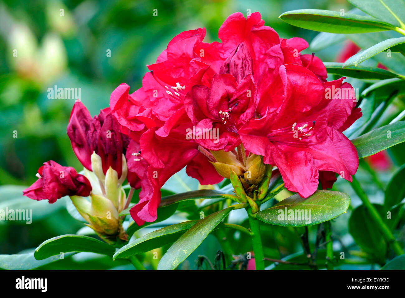 Rhododendron (Rhododendron "Kleine Wunder", Rhododendron kleine Wunder), Sorte, die kleinen Wunder Stockfoto