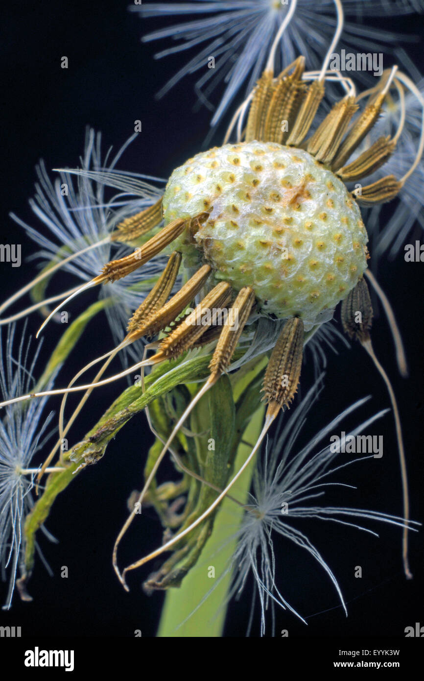 gemeinsamen Löwenzahn (Taraxacum Officinale), Reife Früchte, Deutschland Stockfoto